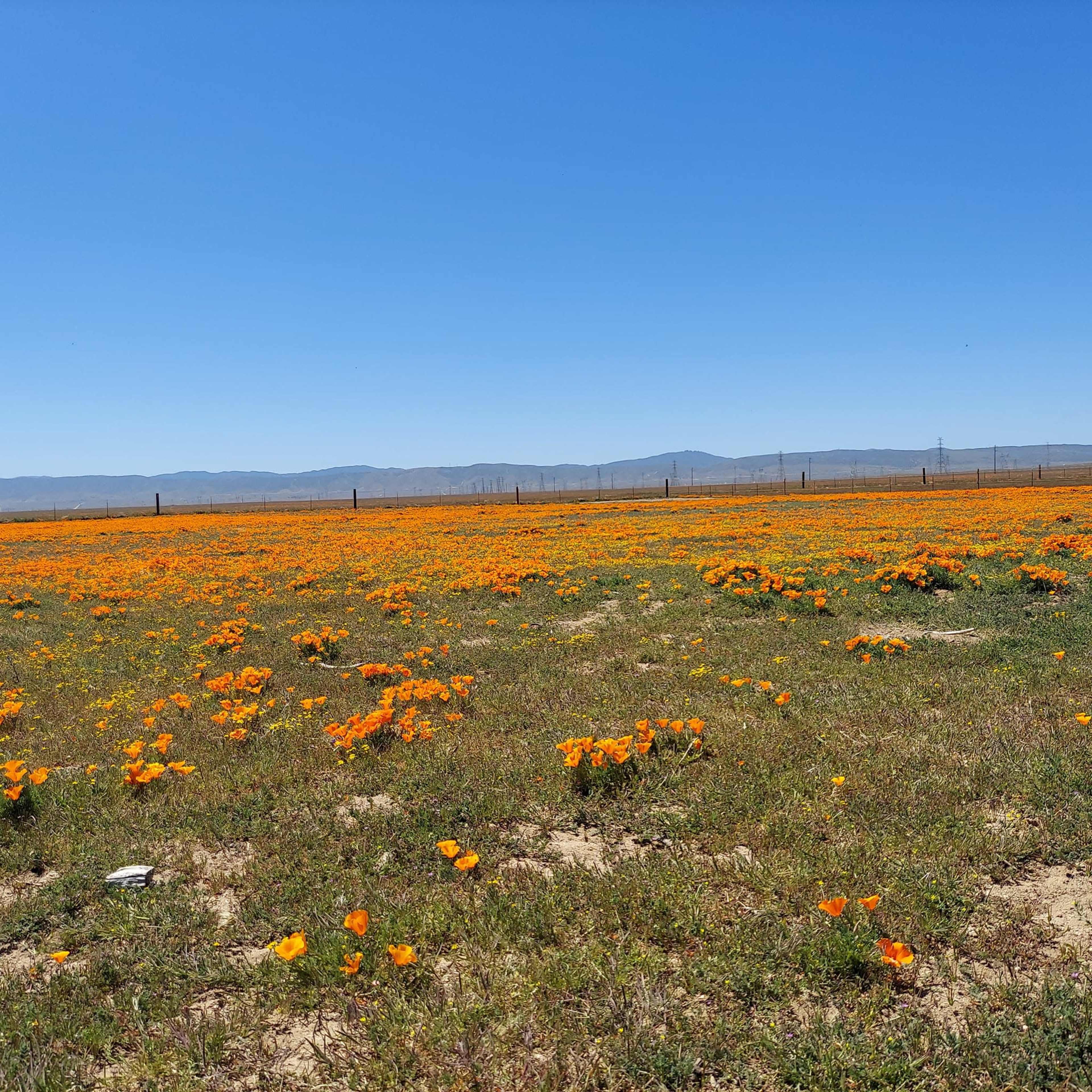 A vast field of bright orange poppies stretches under a clear blue sky, with distant mountains visible on the horizon.