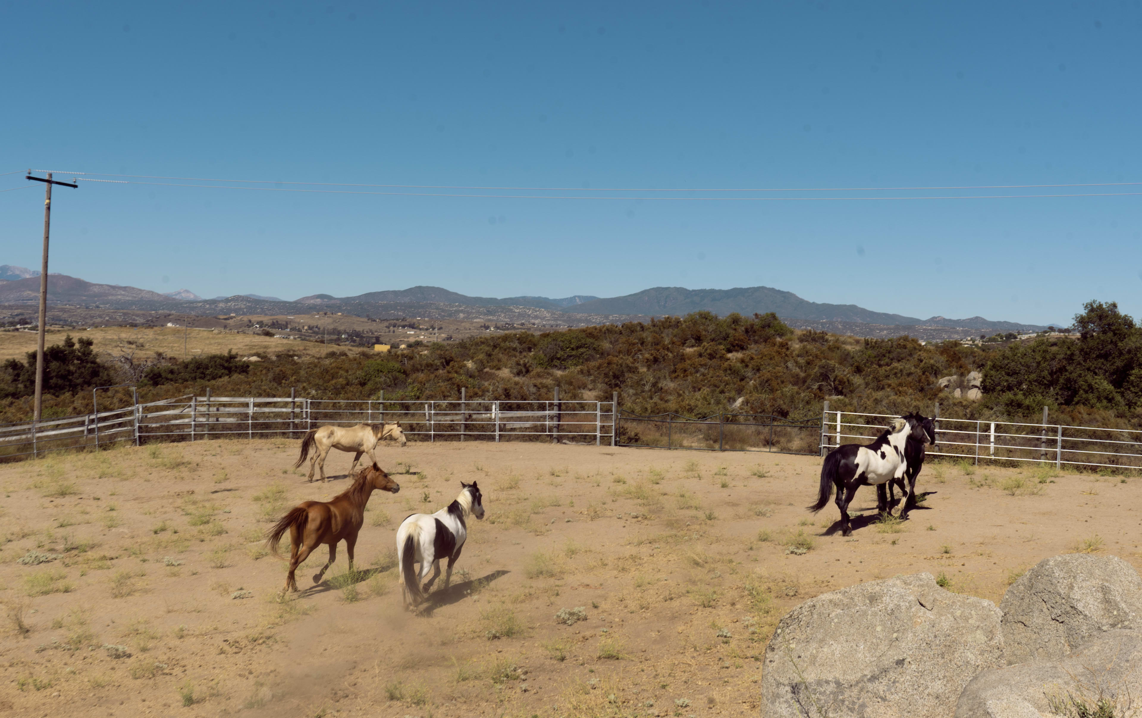 Four horses run in a fenced area with hills and a clear sky in the background.
