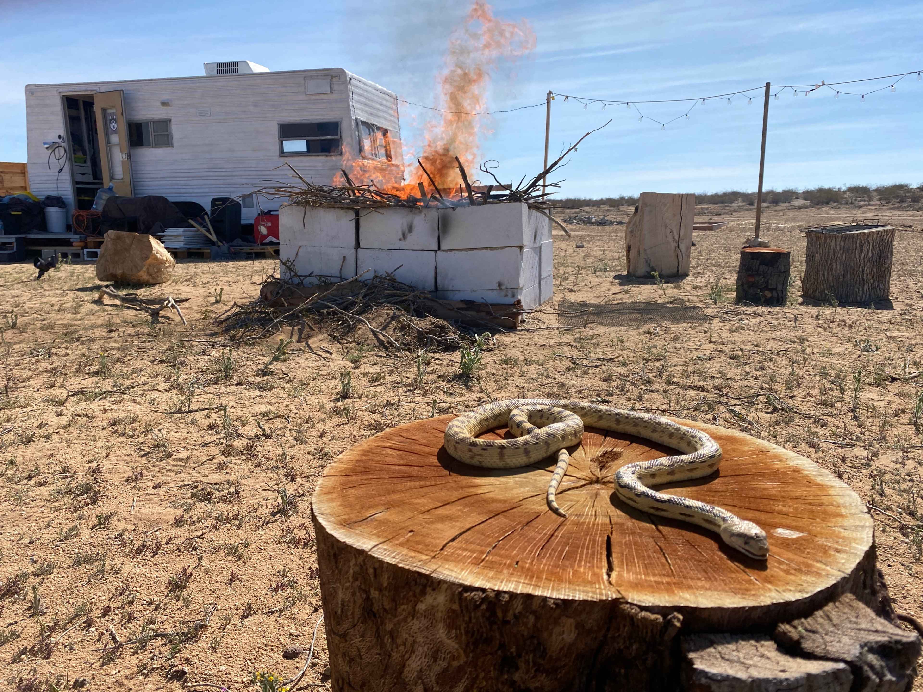 A snake lies on a wooden stump in the foreground, while a fire burns near a trailer in the background on a barren landscape.