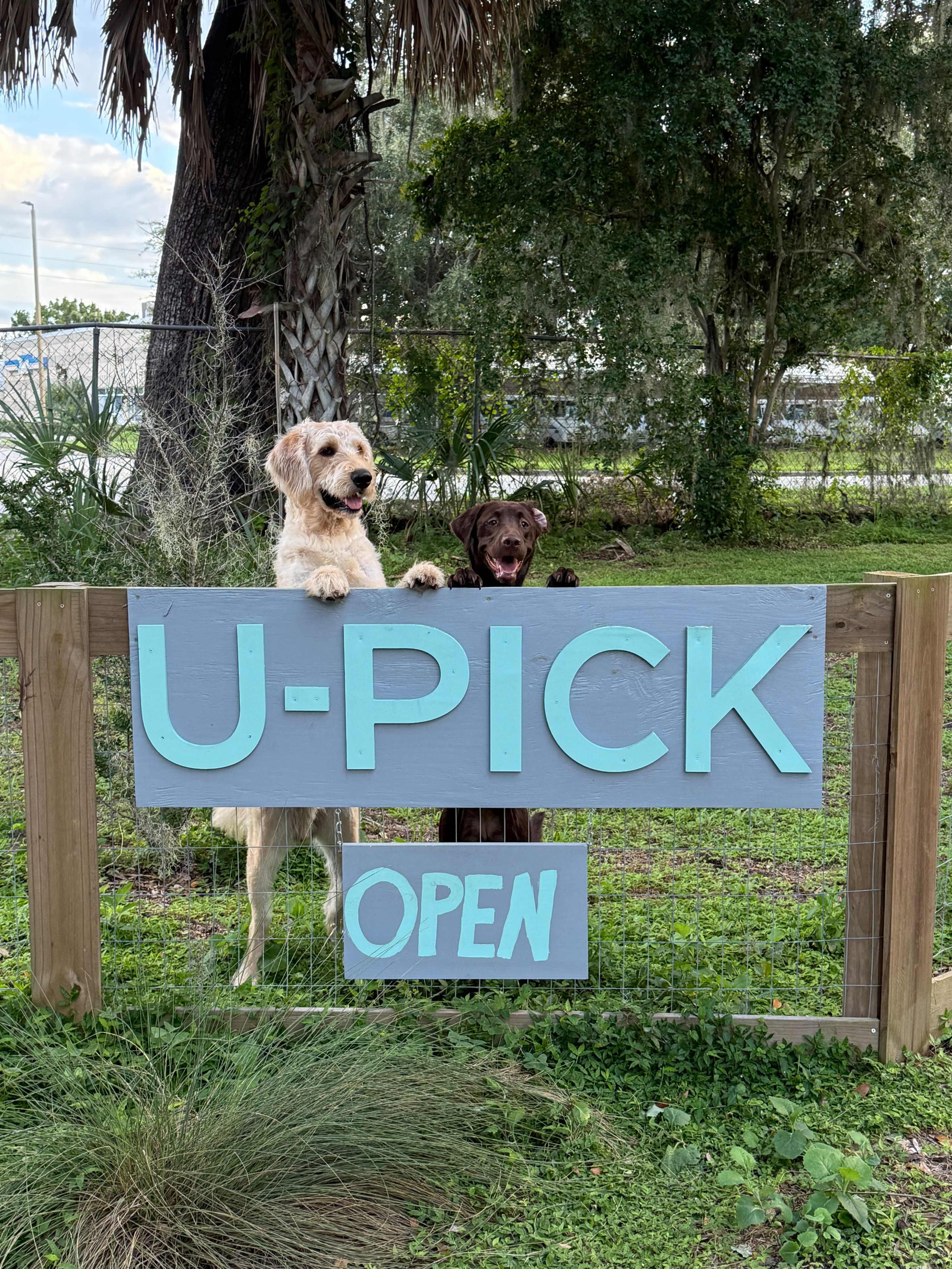 Quiet and Charming Flower Field Image in , Winter Garden, FL