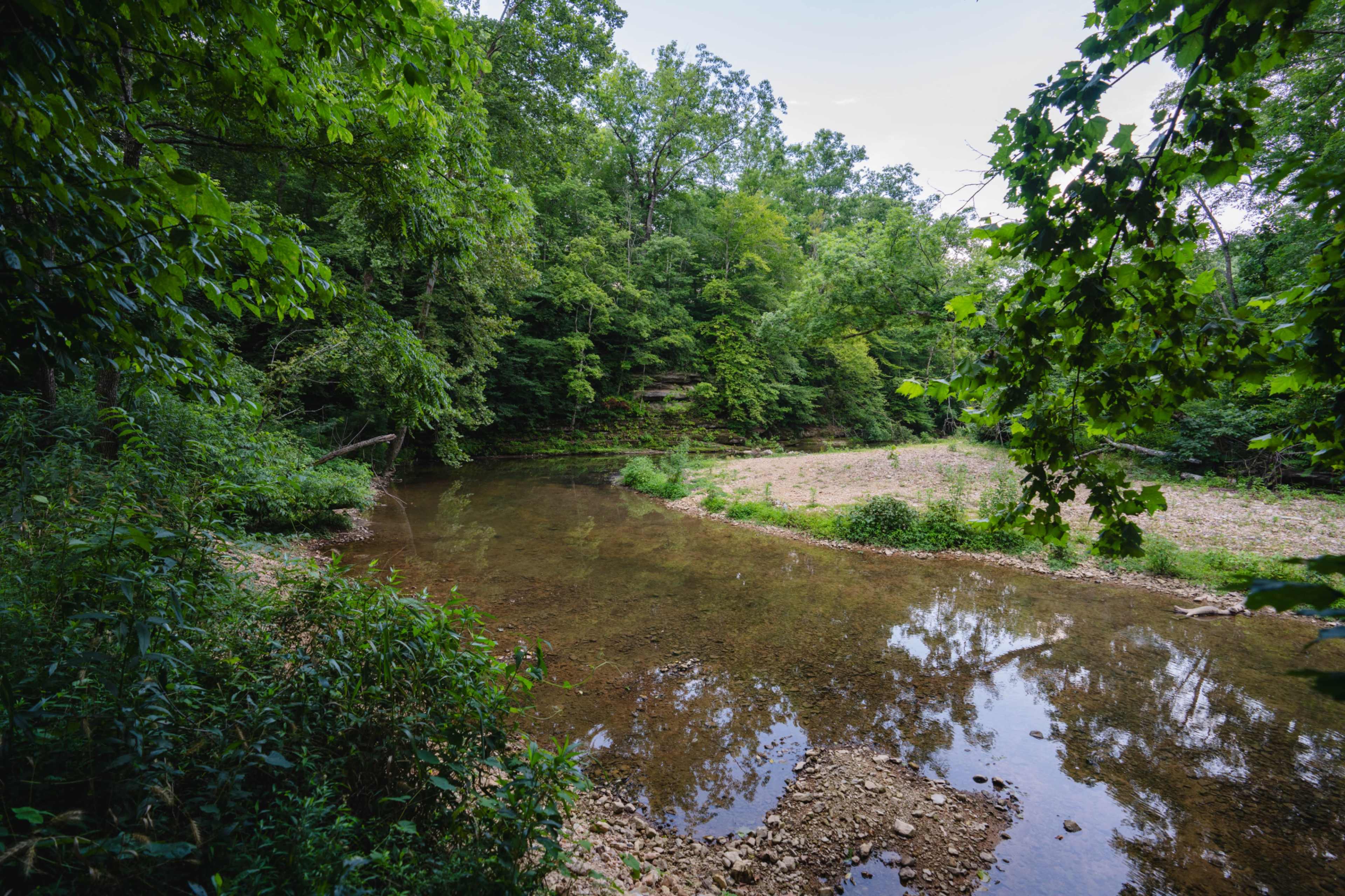 A tranquil river flows through a lush, green forest dotted with trees and rocky banks.