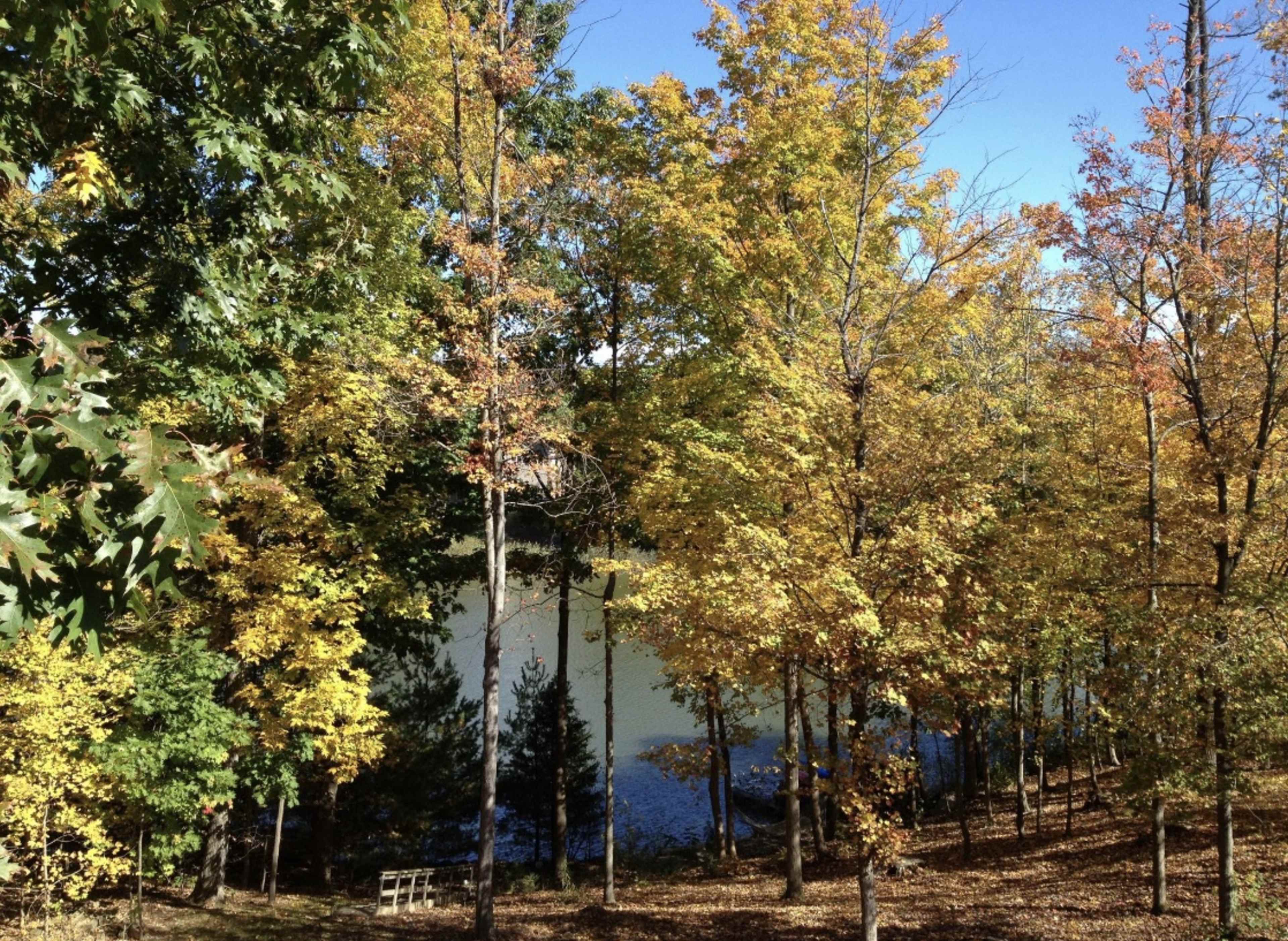 A view of a forest with trees displaying autumn foliage beside a lake.
