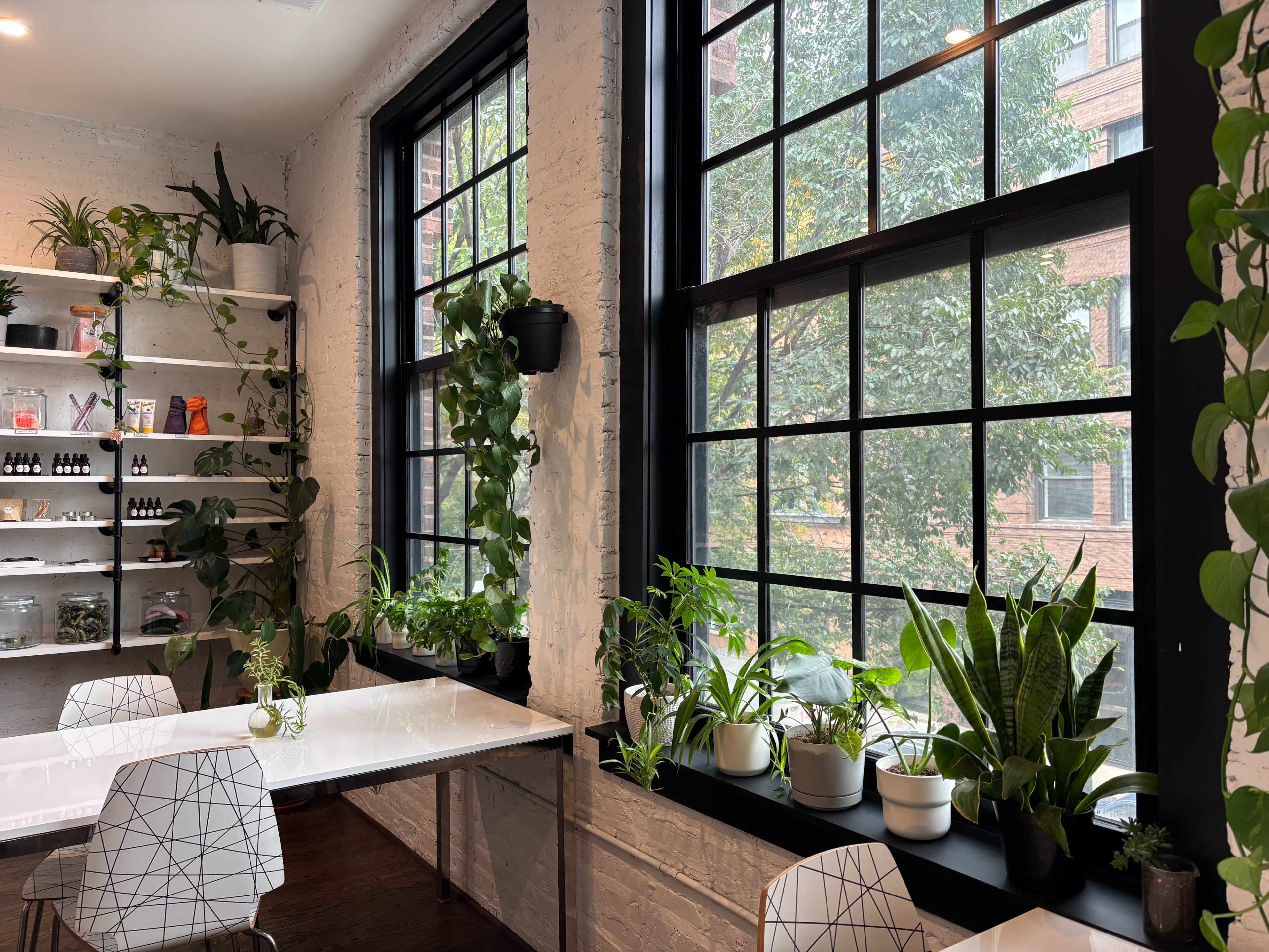 The image shows a bright indoor space with large windows framed by various potted plants, and a white table against a wall featuring shelves filled with small items.