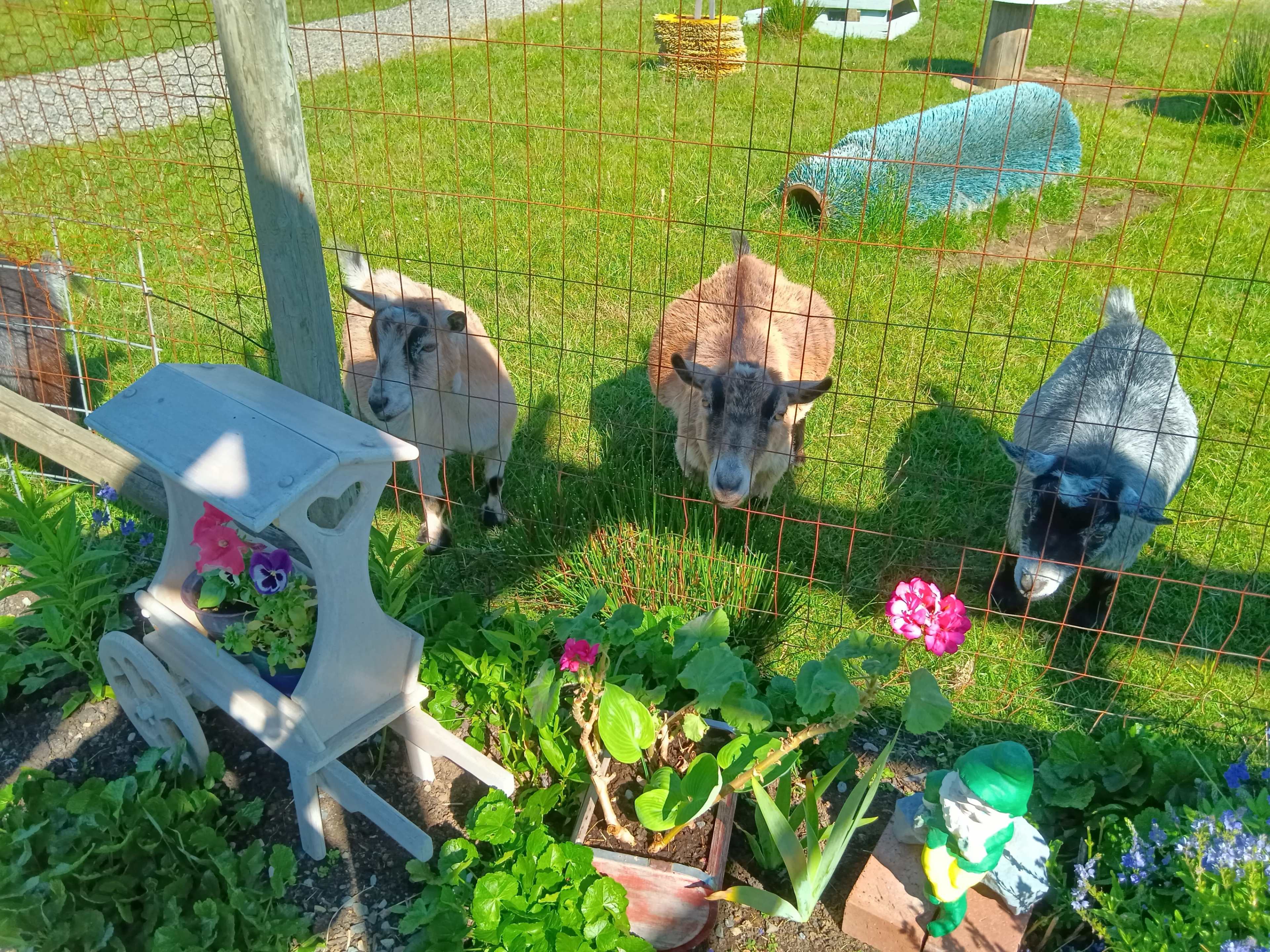 Country Outdoor Space - Farm Setting Image in , Ferndale, WA