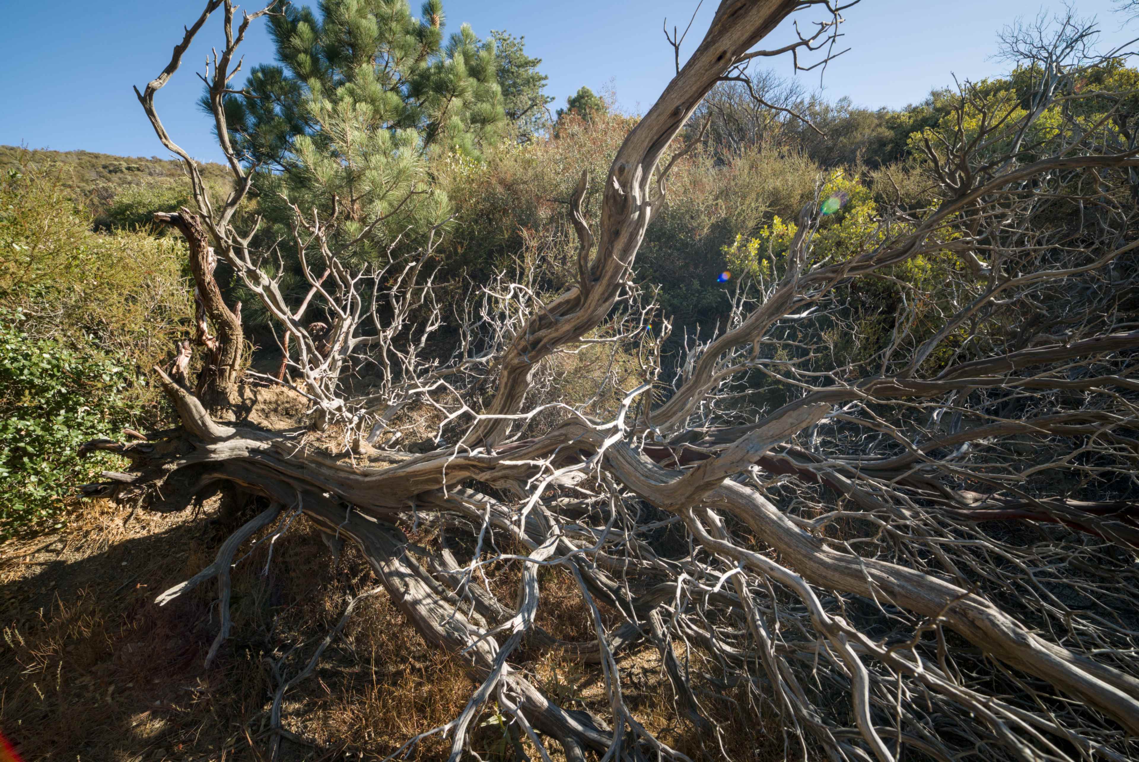 Expansive Mountain/Forest/Woods/Desert Backdrops Image in Leona Valley, Leona Valley, CA
