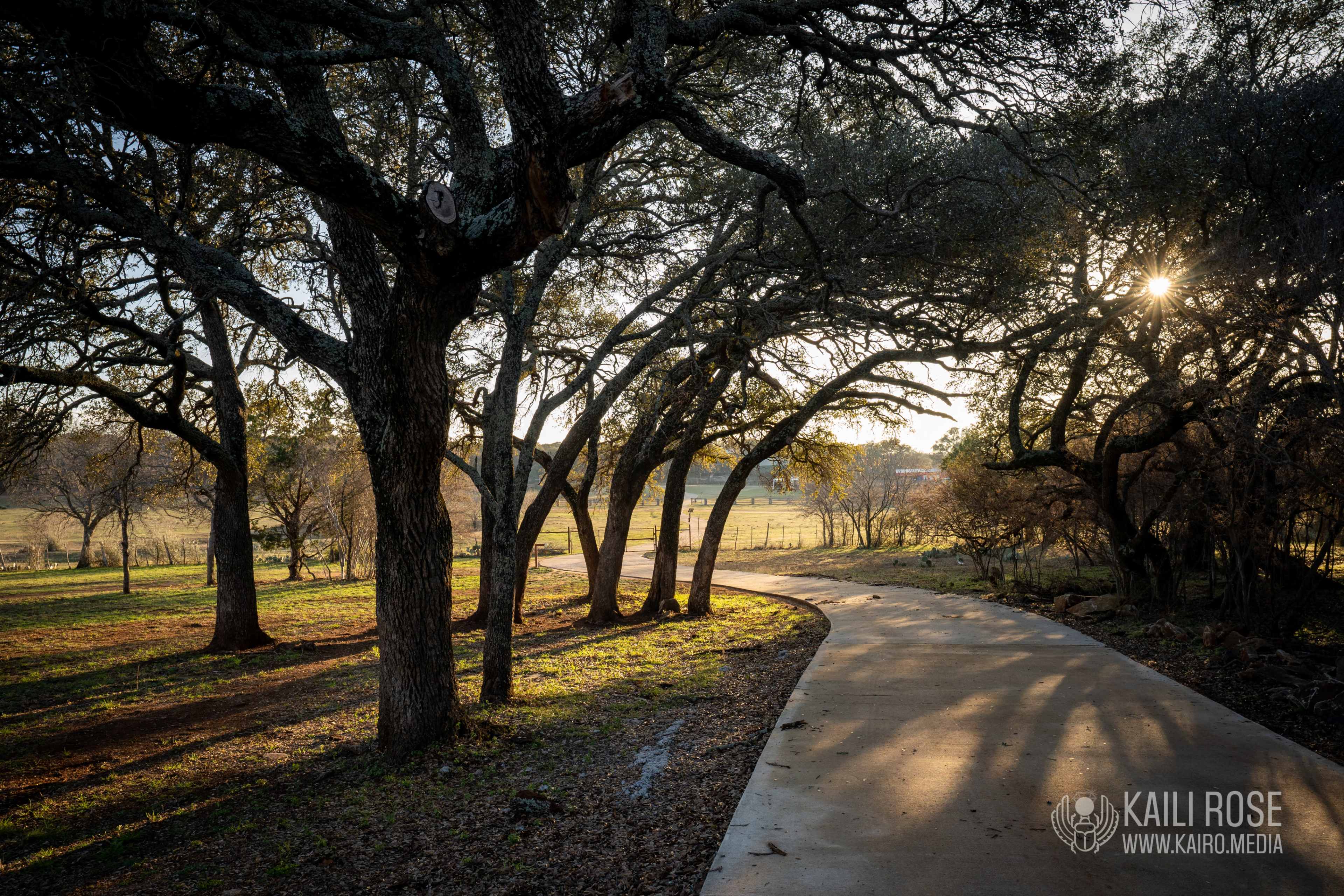 A winding concrete path curves through a wooded area with trees and open fields illuminated by the setting sun.