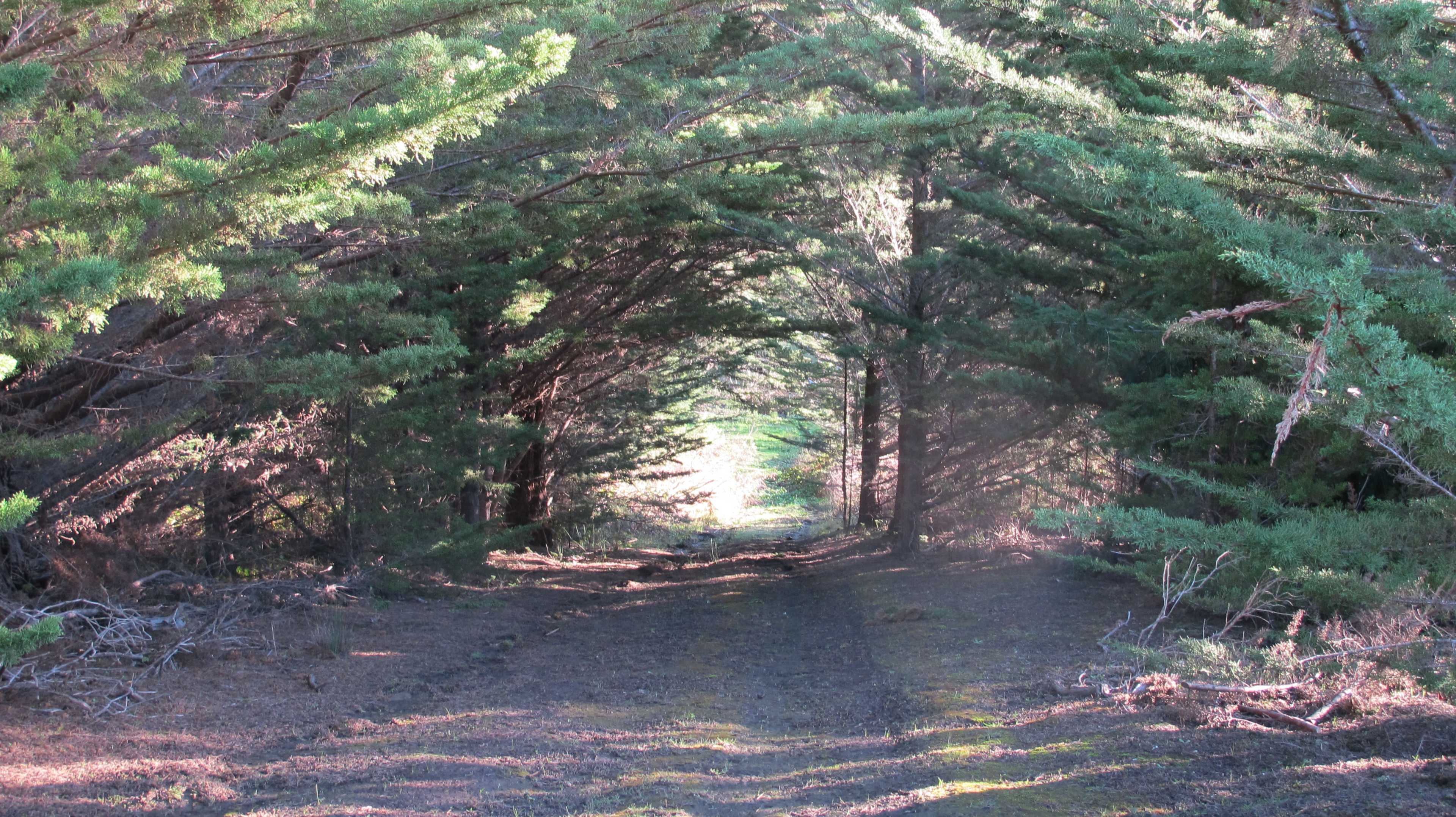 A dirt path stretches through a dense tunnel formed by overhanging trees.