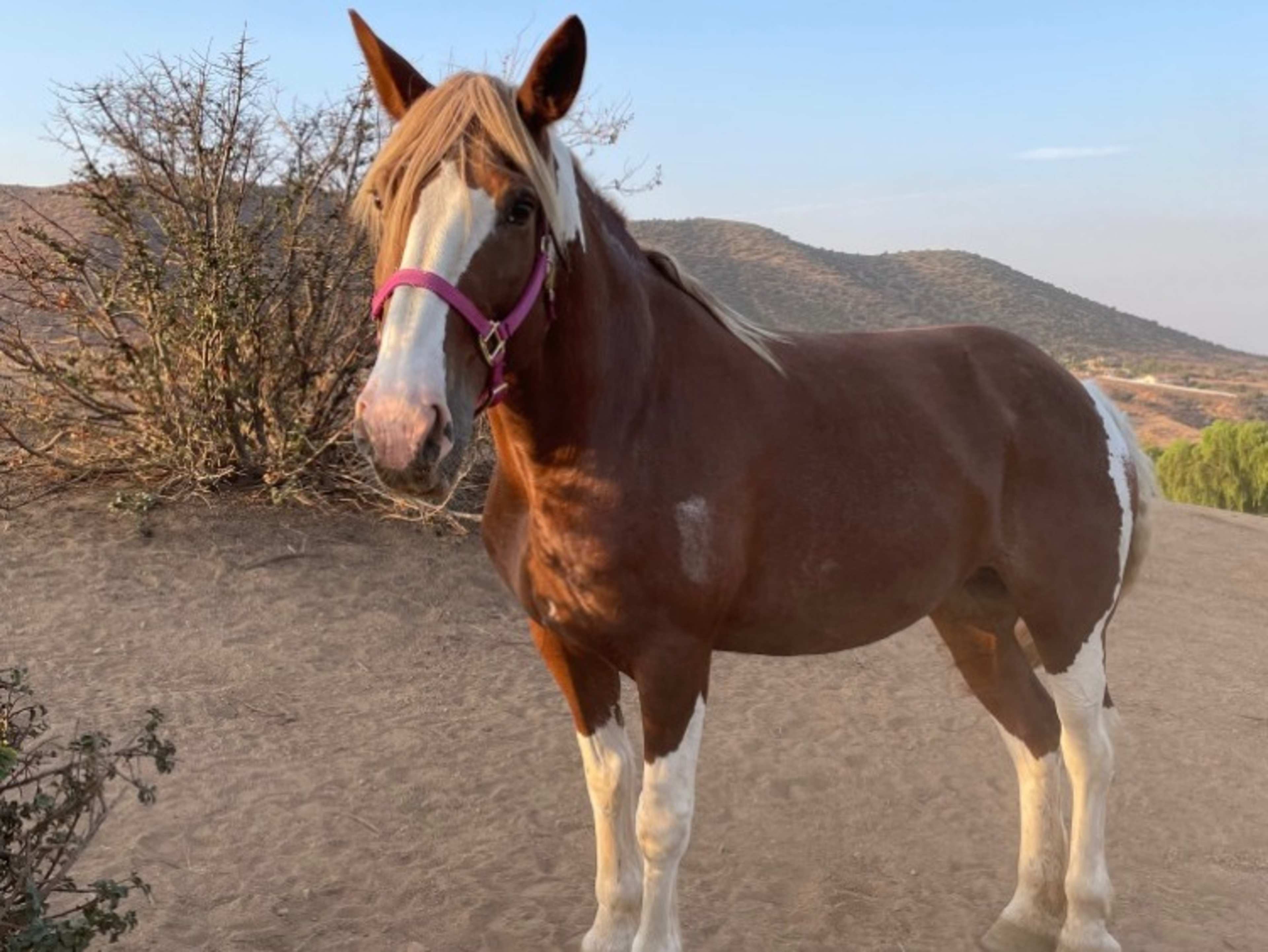 Dolly, Extra Large Horse