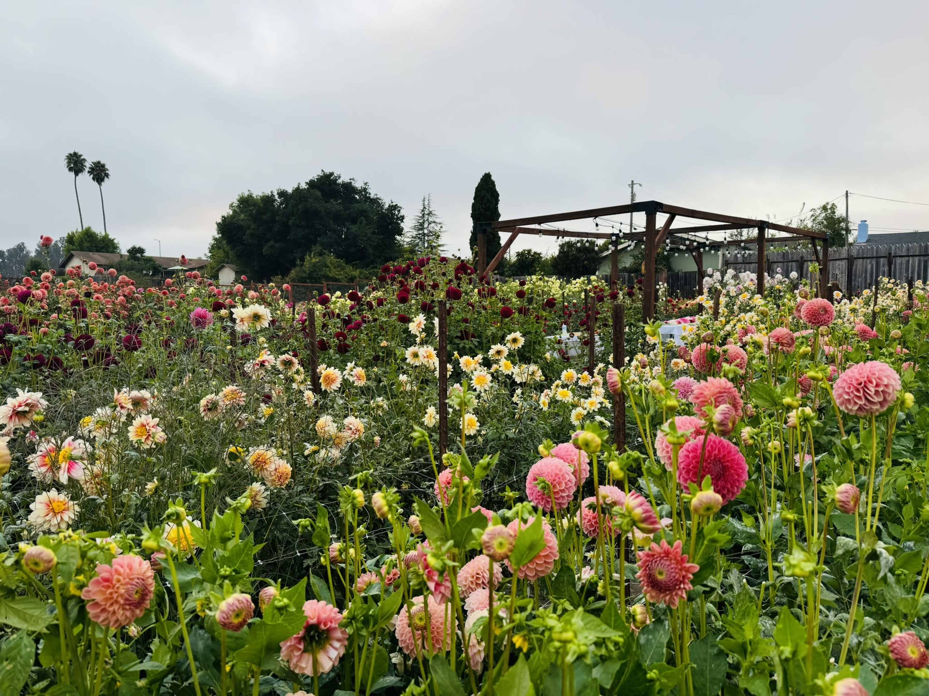 Intimate and Rustic Space in a Gorgeous Dahlia Field Image in Interlaken, Watsonville, CA