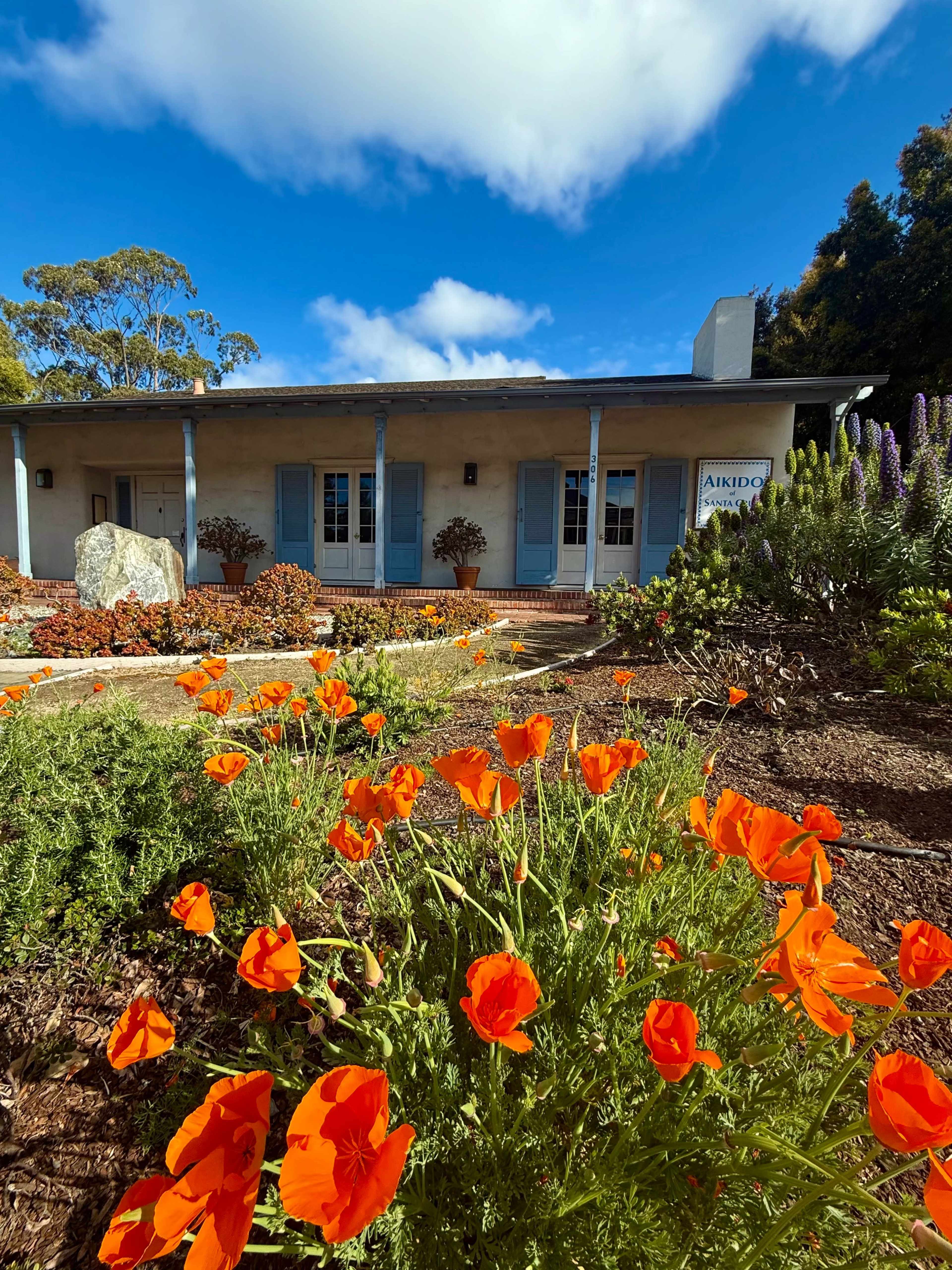 A single-story building with blue shutters and a sign, surrounded by vibrant orange poppies and green plants under a clear sky.