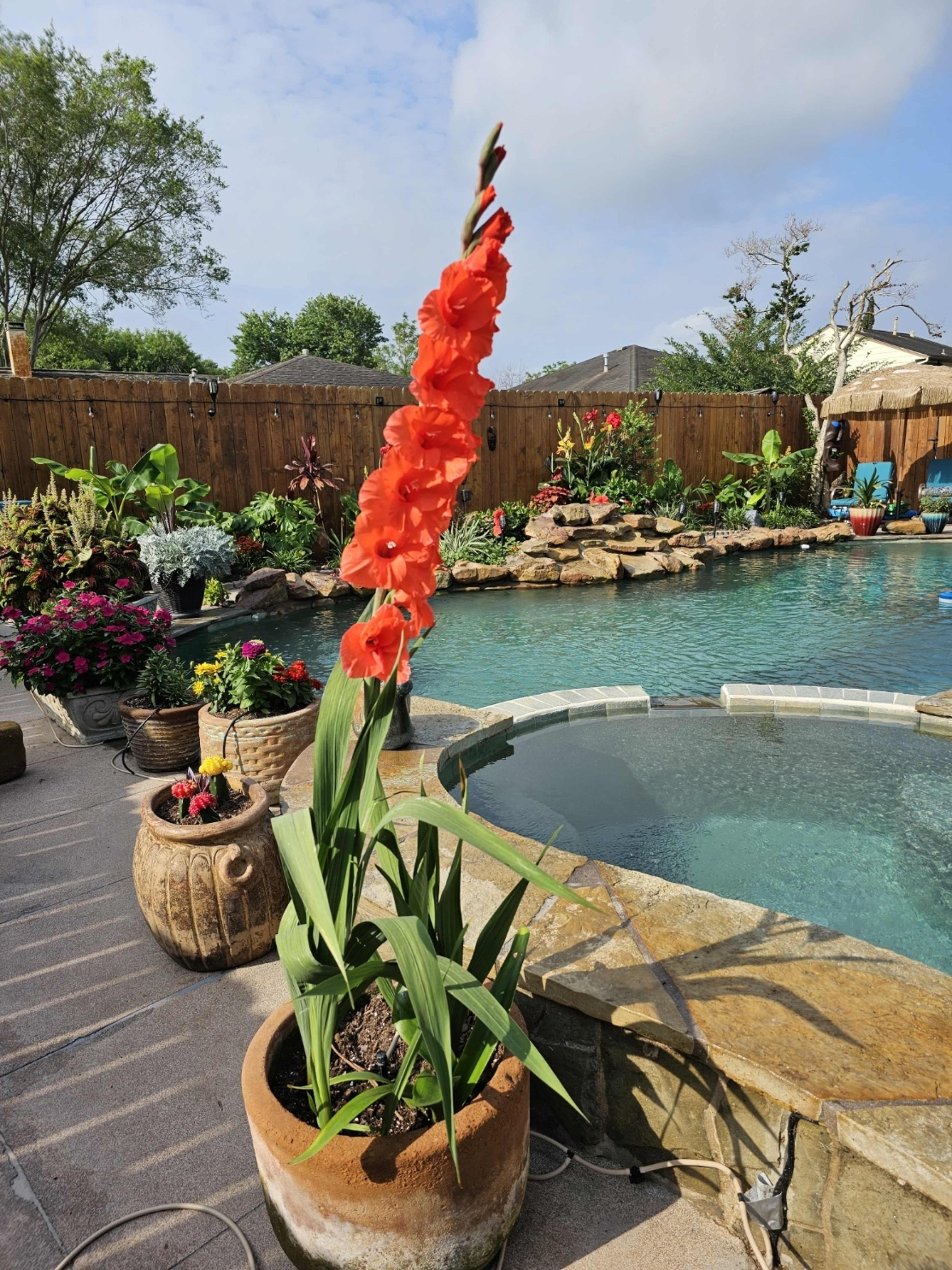 A tall orange gladiolus flower stands in a pot beside a swimming pool surrounded by various plants and flowers.