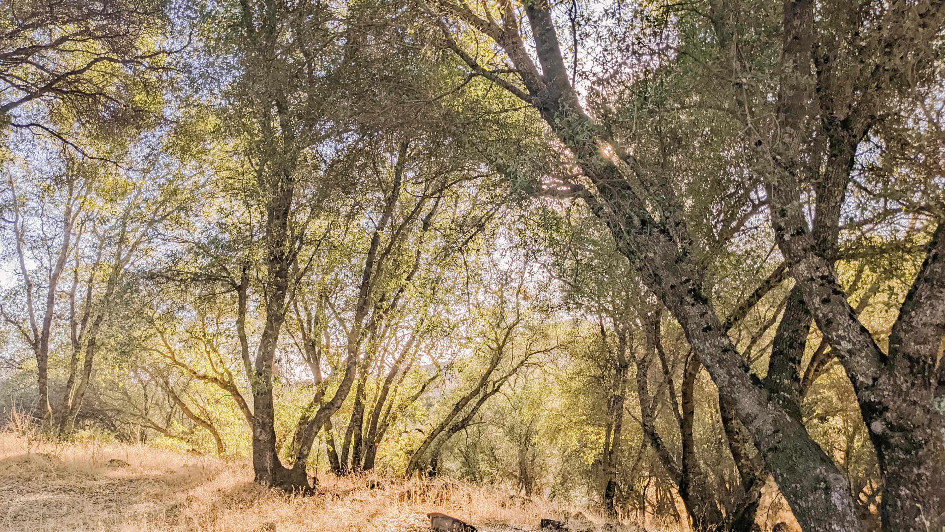 A wooded area with tall trees and dry grass illuminated by soft sunlight.