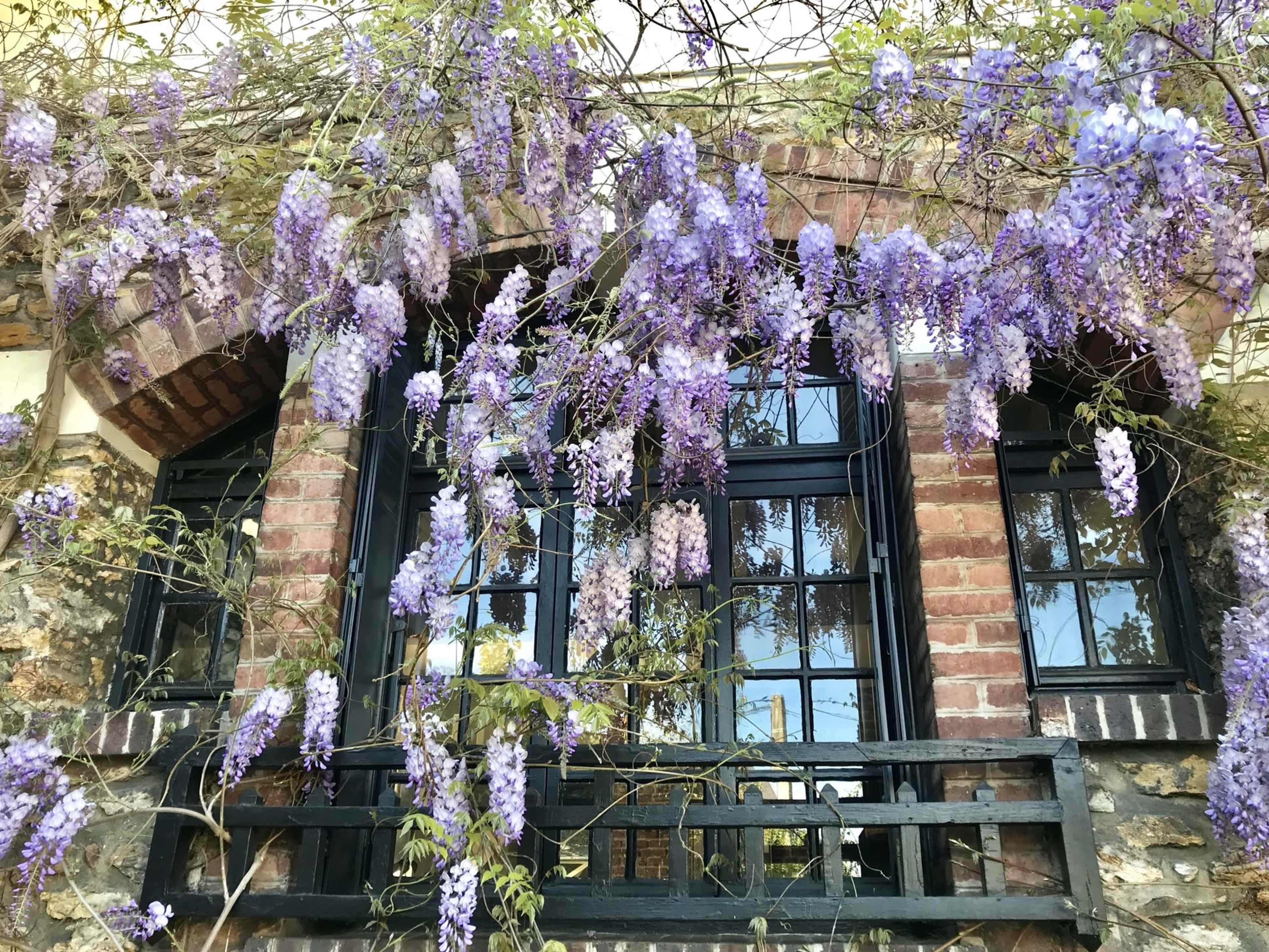 A brick building features large windows framed by cascading purple wisteria flowers.
