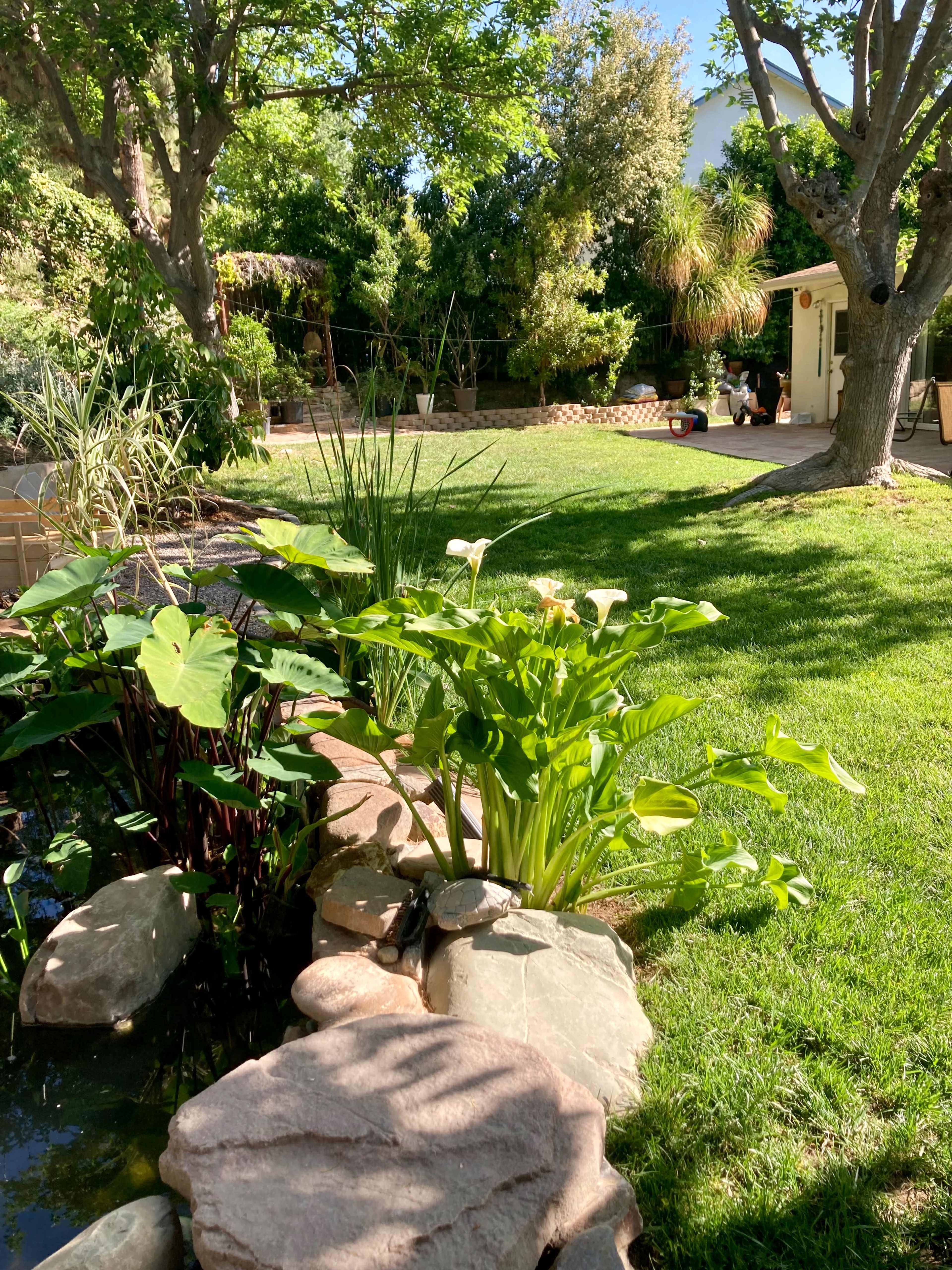 A garden scene features a pond surrounded by lush greenery and rocks, with a wooden shed visible in the background.