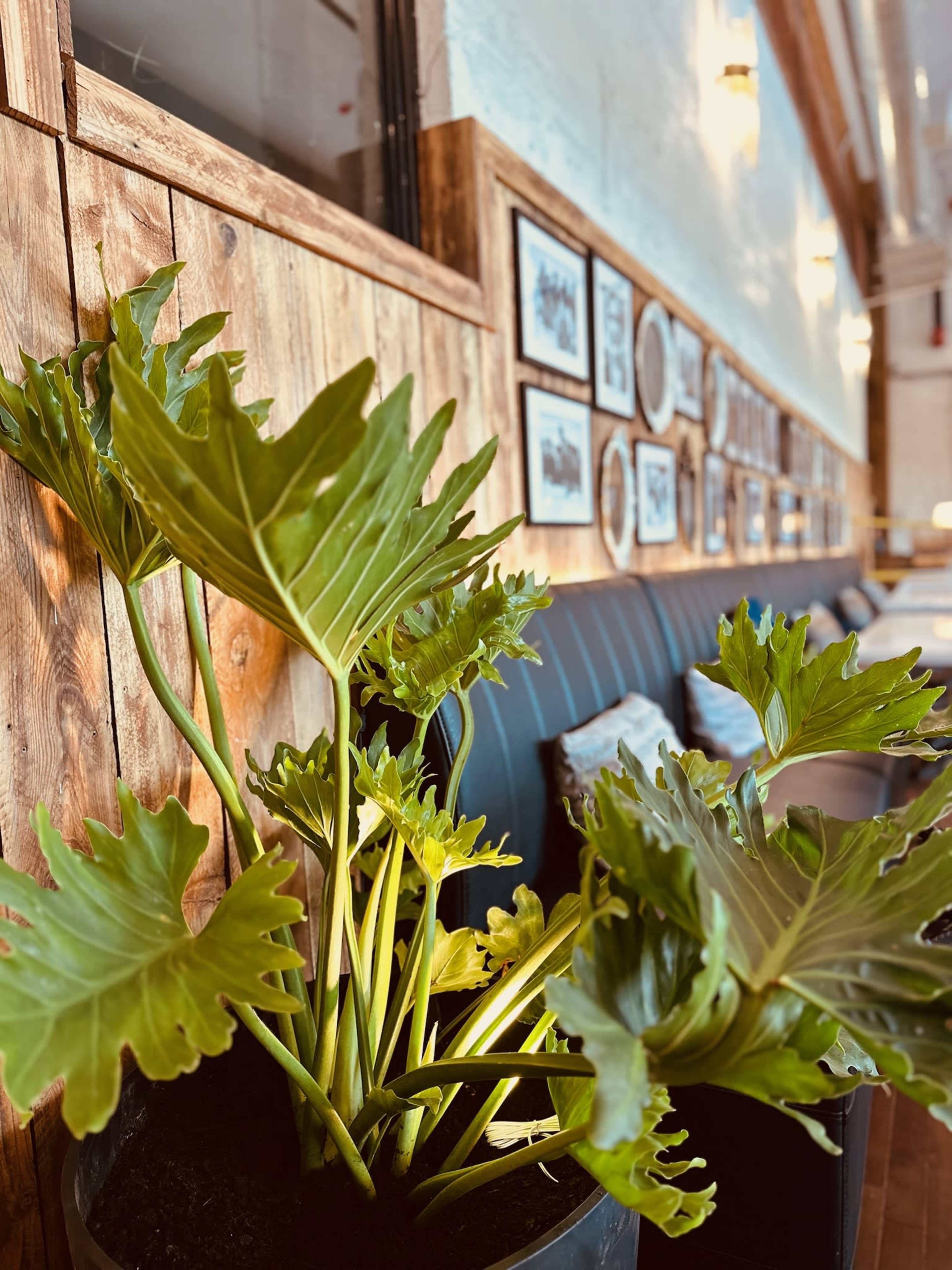 A large green plant in a black pot is positioned in front of a wooden wall adorned with framed photographs.