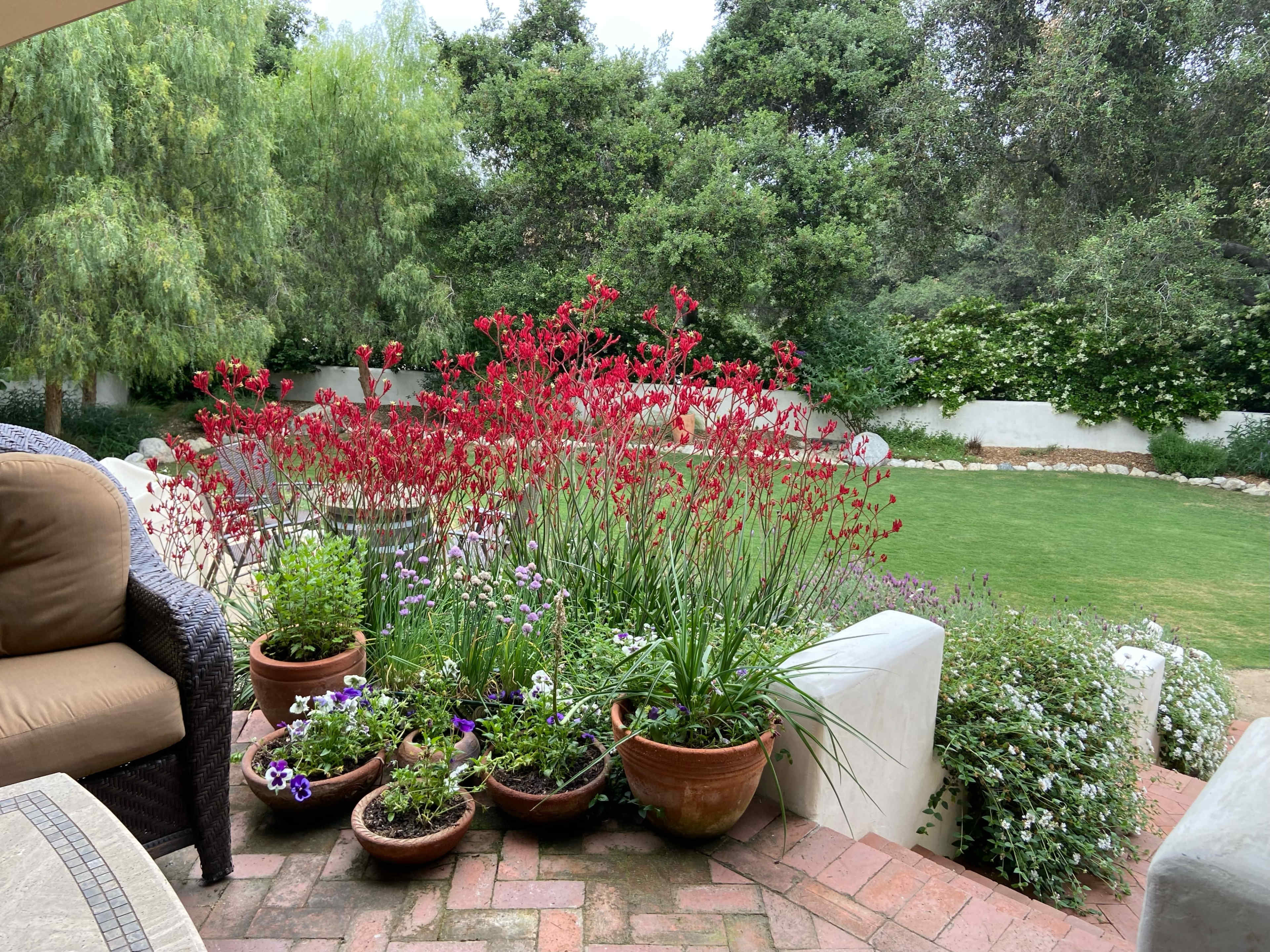 A patio area with potted plants and vibrant red flowers, surrounded by lush greenery and a grassy lawn.
