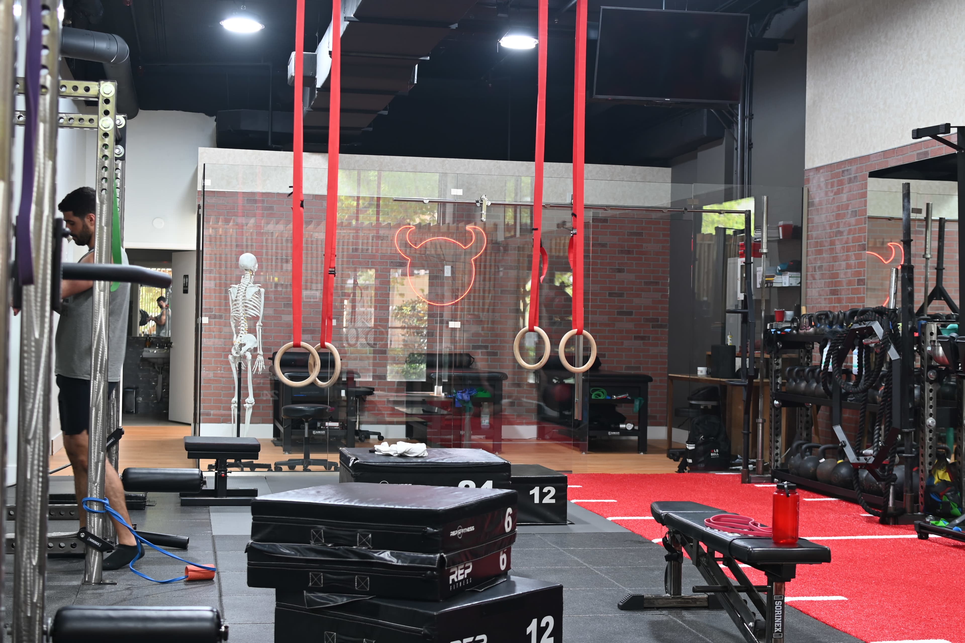 A gym interior with exercise equipment, hanging gymnastic rings, and a skeleton model in the background.