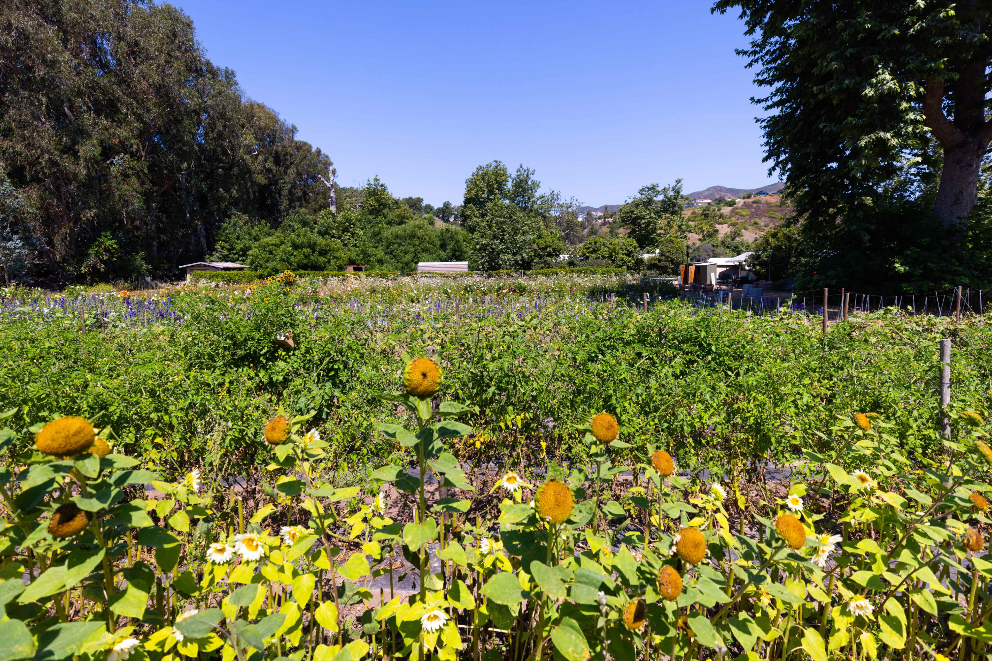 The image shows a lush garden filled with sunflowers and various green plants, set against a backdrop of trees and distant hills under a clear blue sky.