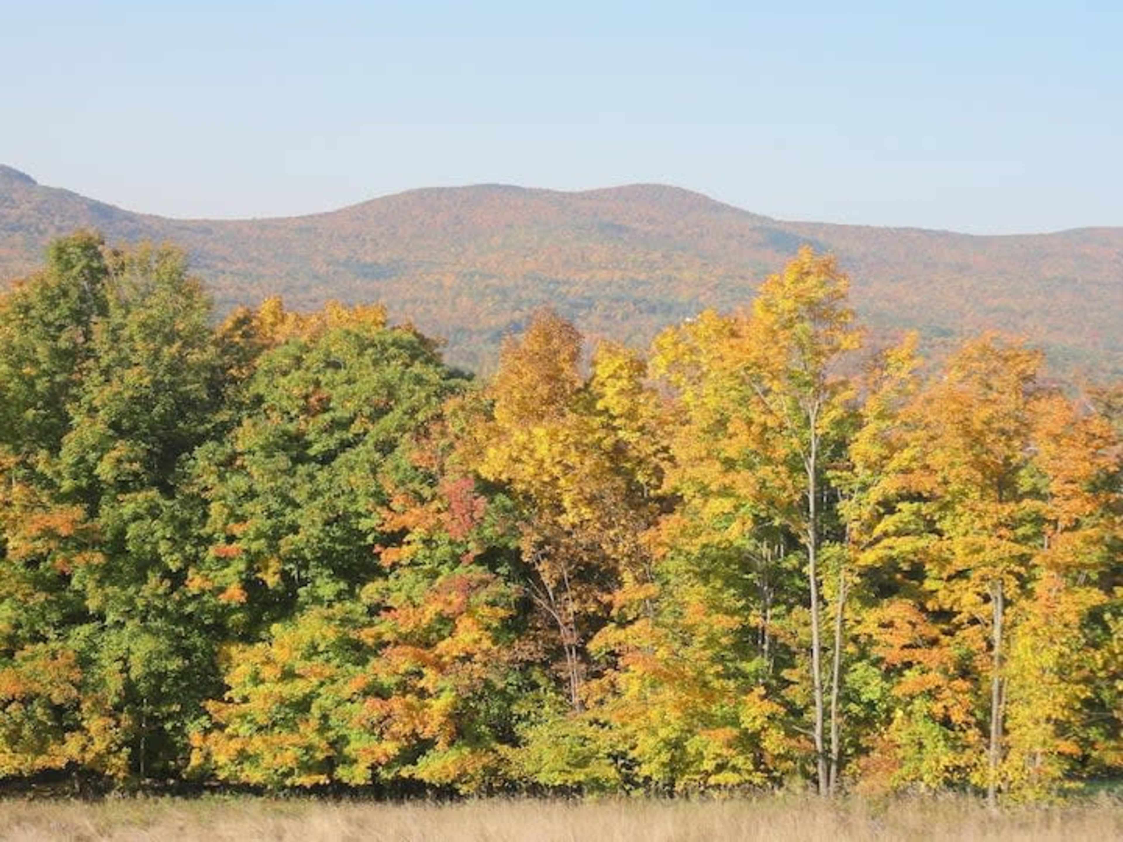 A landscape of colorful autumn trees in the foreground with rolling hills in the background.