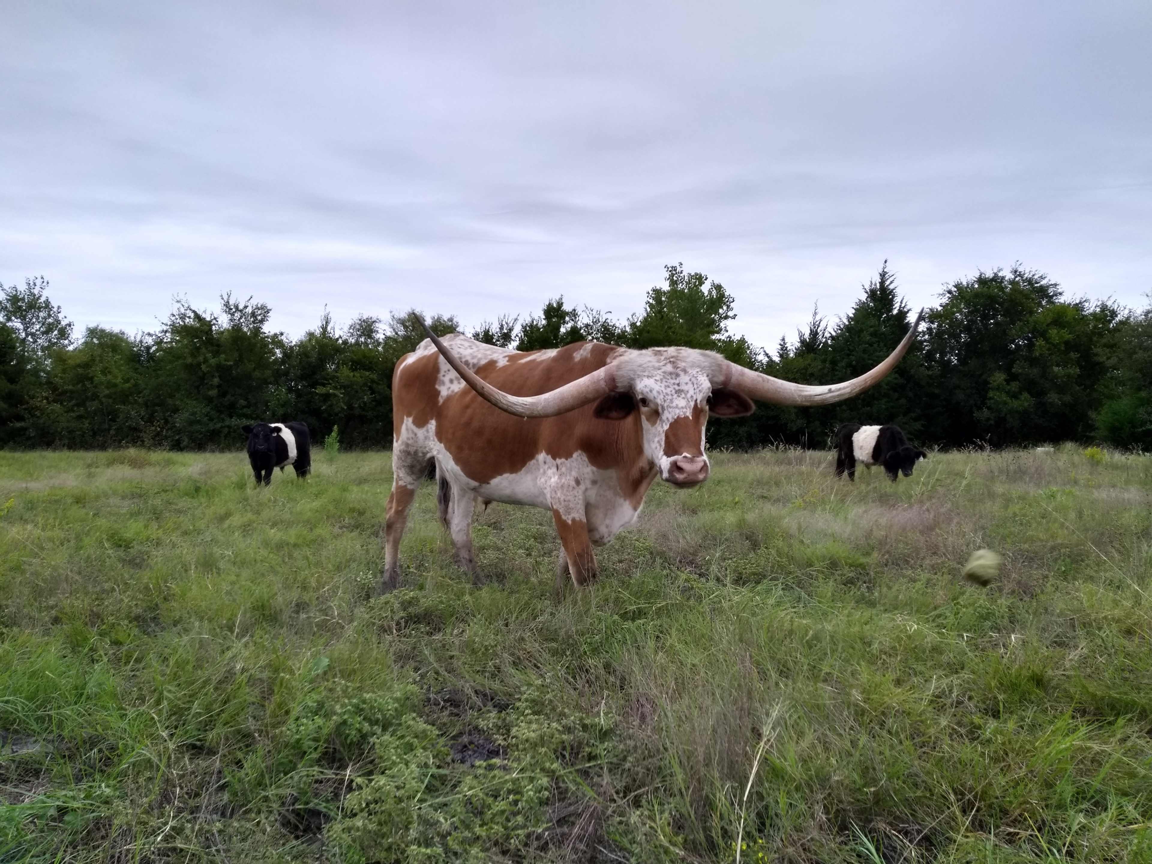 A longhorn steer stands in a grassy field with two black and white cows grazing in the background.