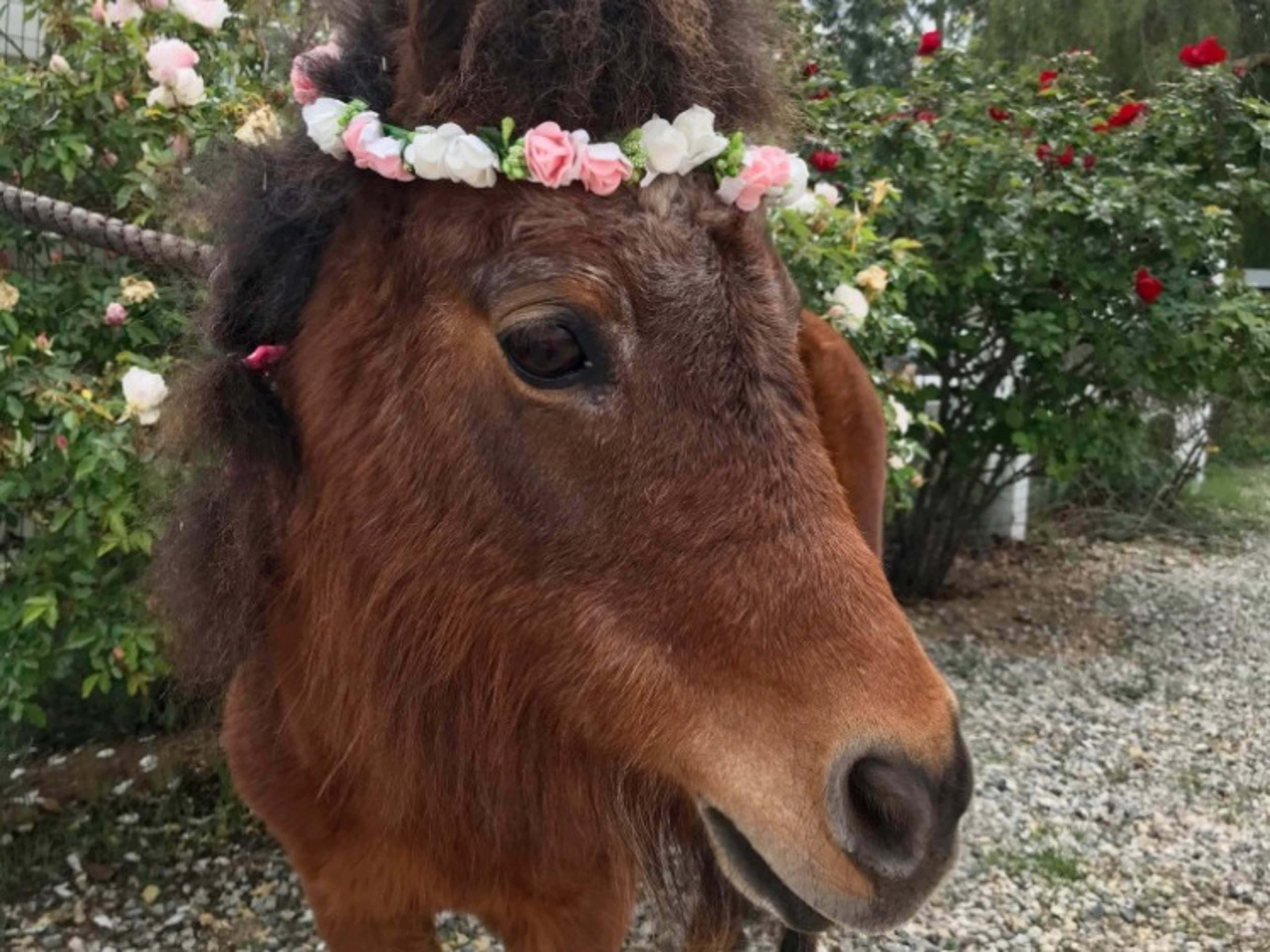 Chessie, Mini Horse