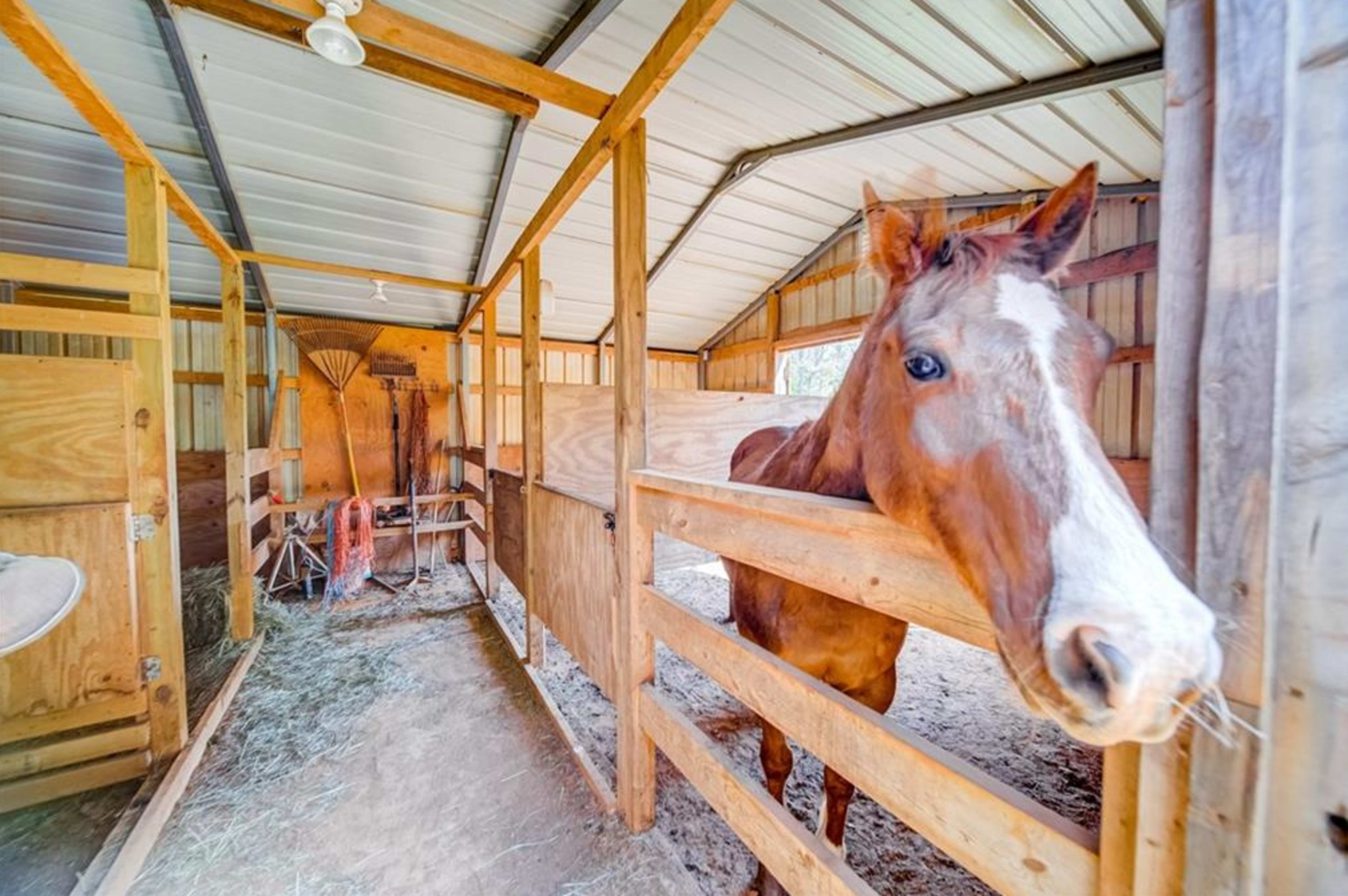 A horse is standing in a wooden stall inside a barn with various farming tools visible in the background.