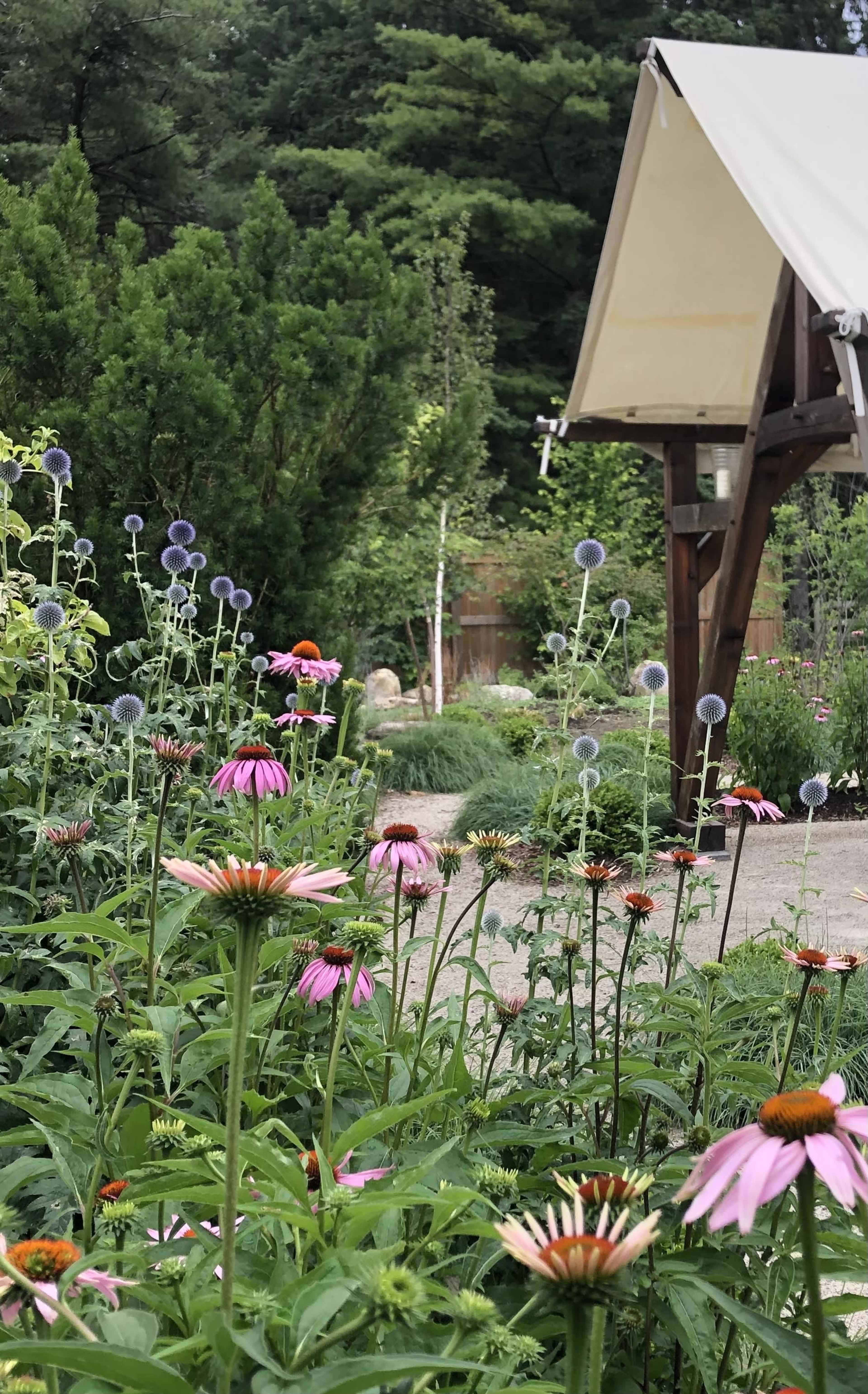 A garden path lined with various flowering plants, including Echinacea, leads to a wooden structure with a canvas roof.