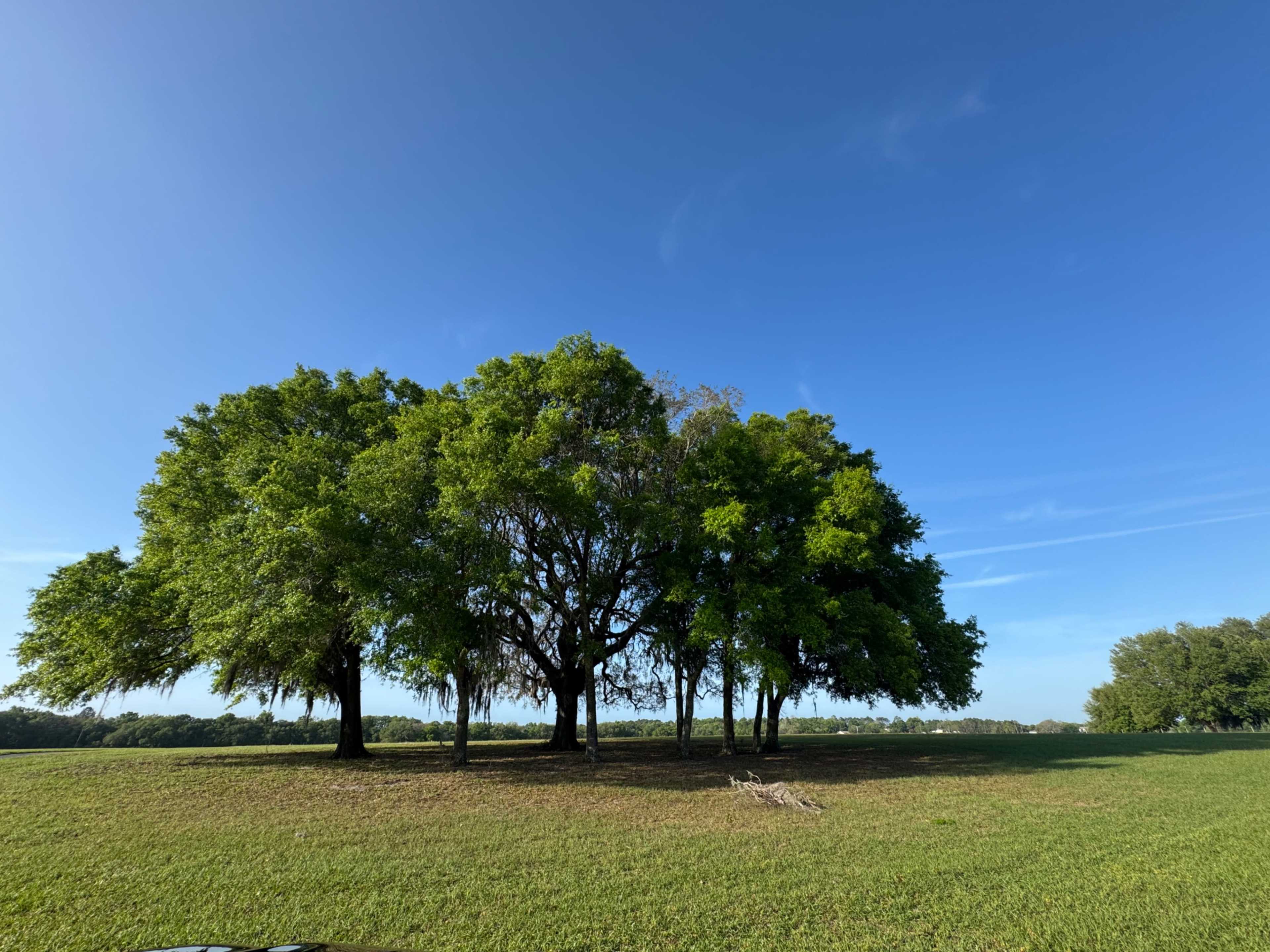 A cluster of five large trees stands prominently on a grassy field under a clear blue sky.