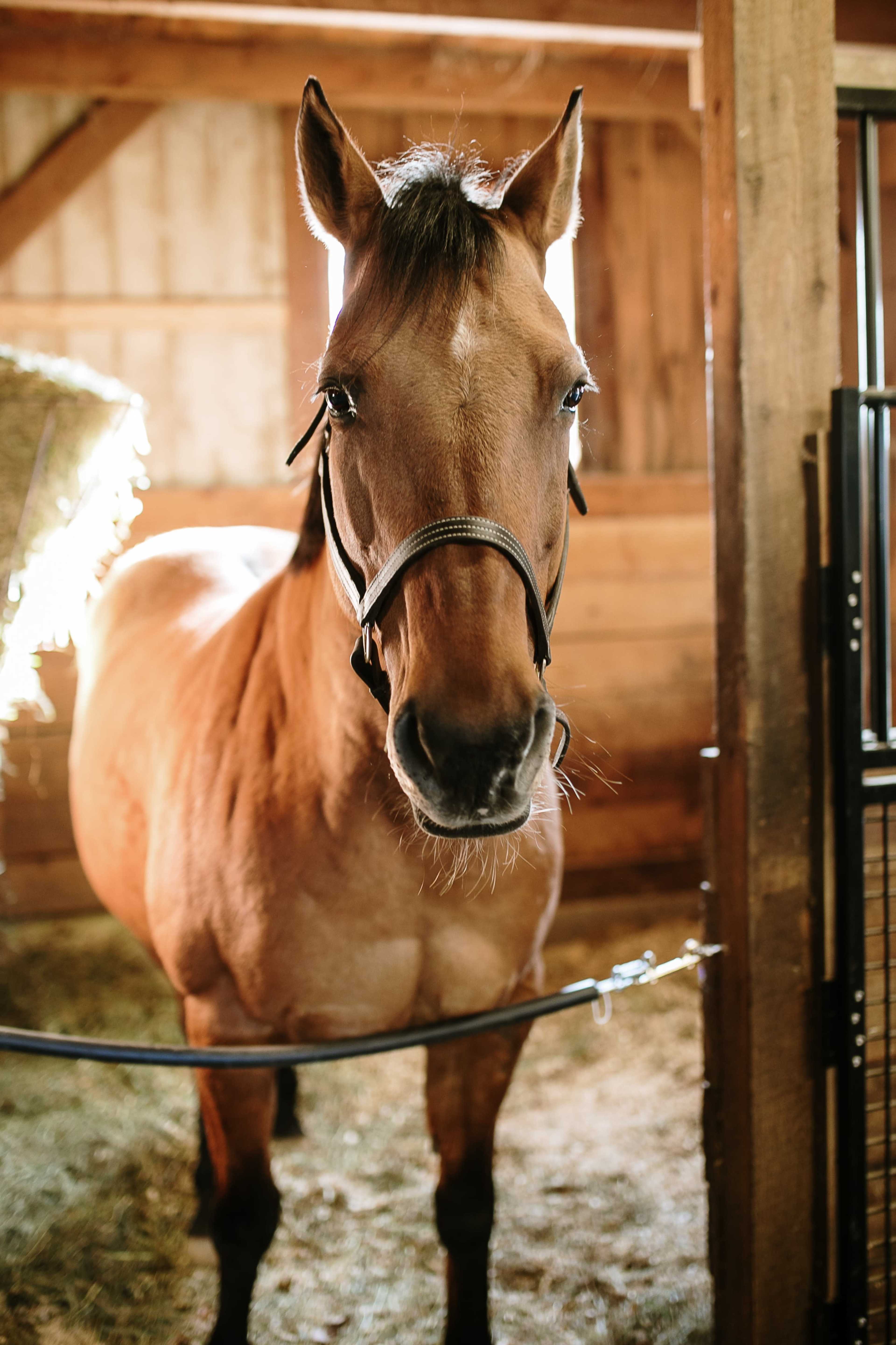 Horse Farm with Modern A-Frame and Pool Image in Brewster, Brewster, MA