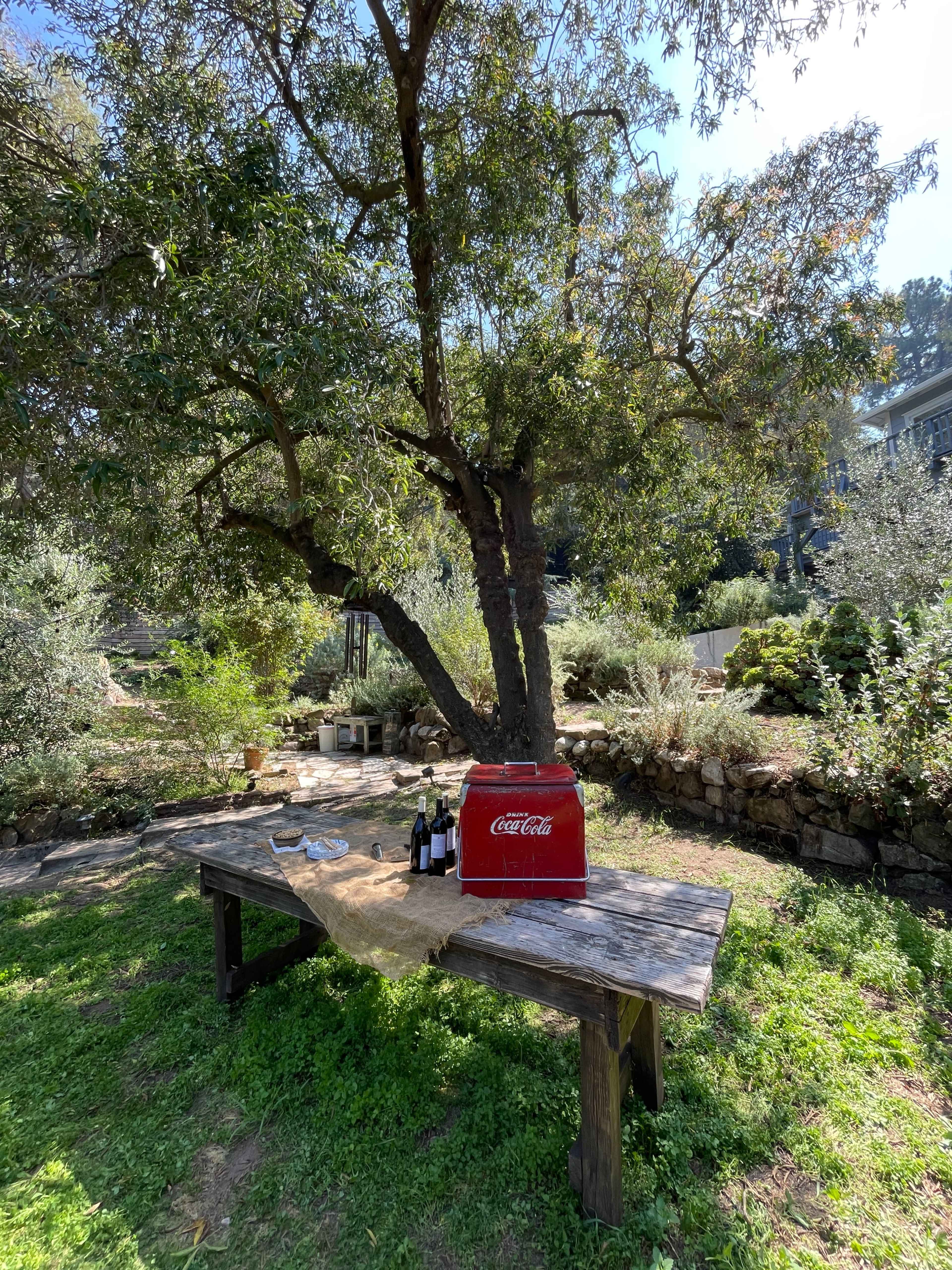 A red Coca-Cola cooler sits on a wooden table in a garden, surrounded by greenery and stone features.
