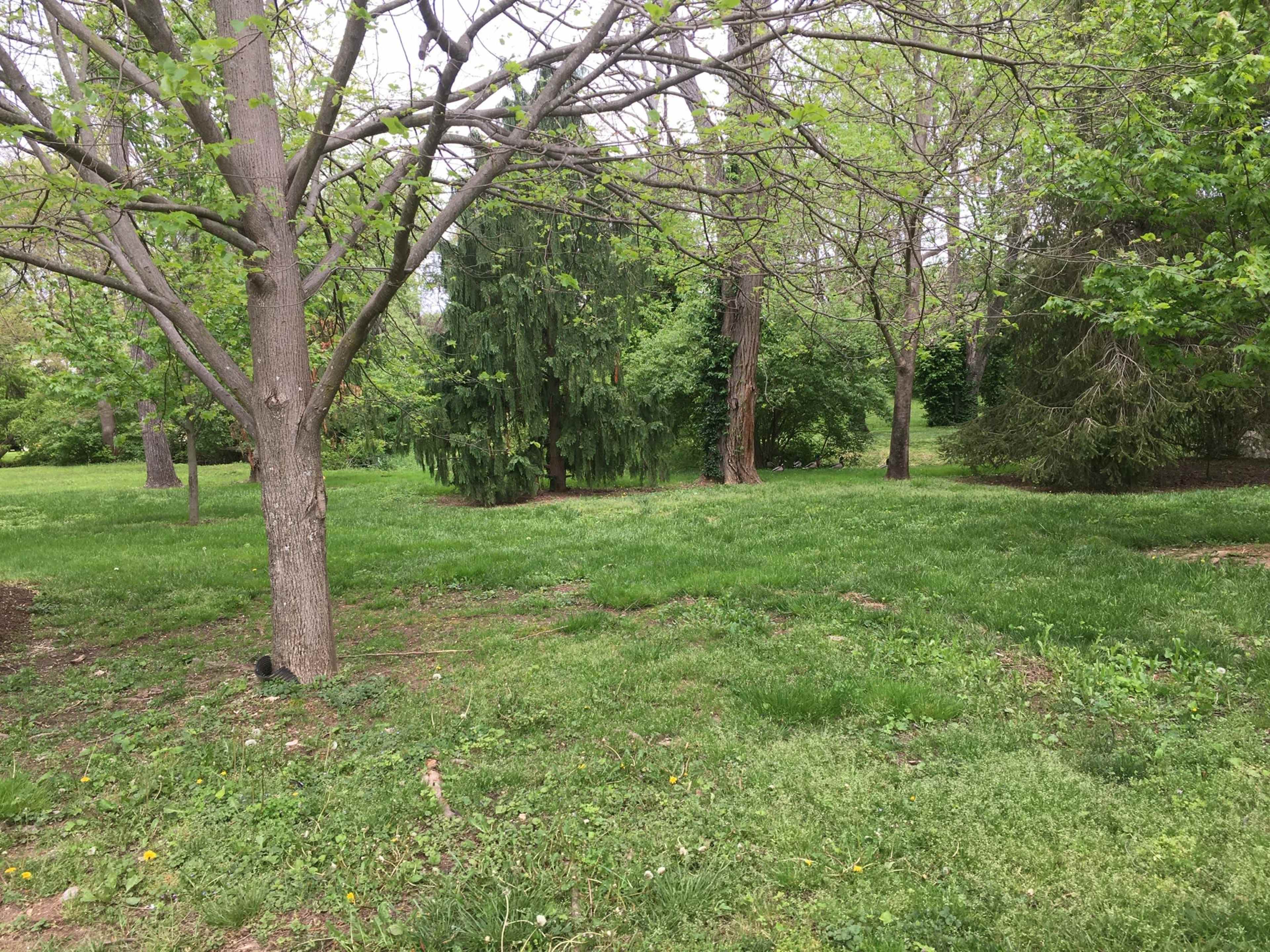 A grassy area in a park with several trees, including a tall conifer and bare deciduous trees, surrounded by lush greenery.