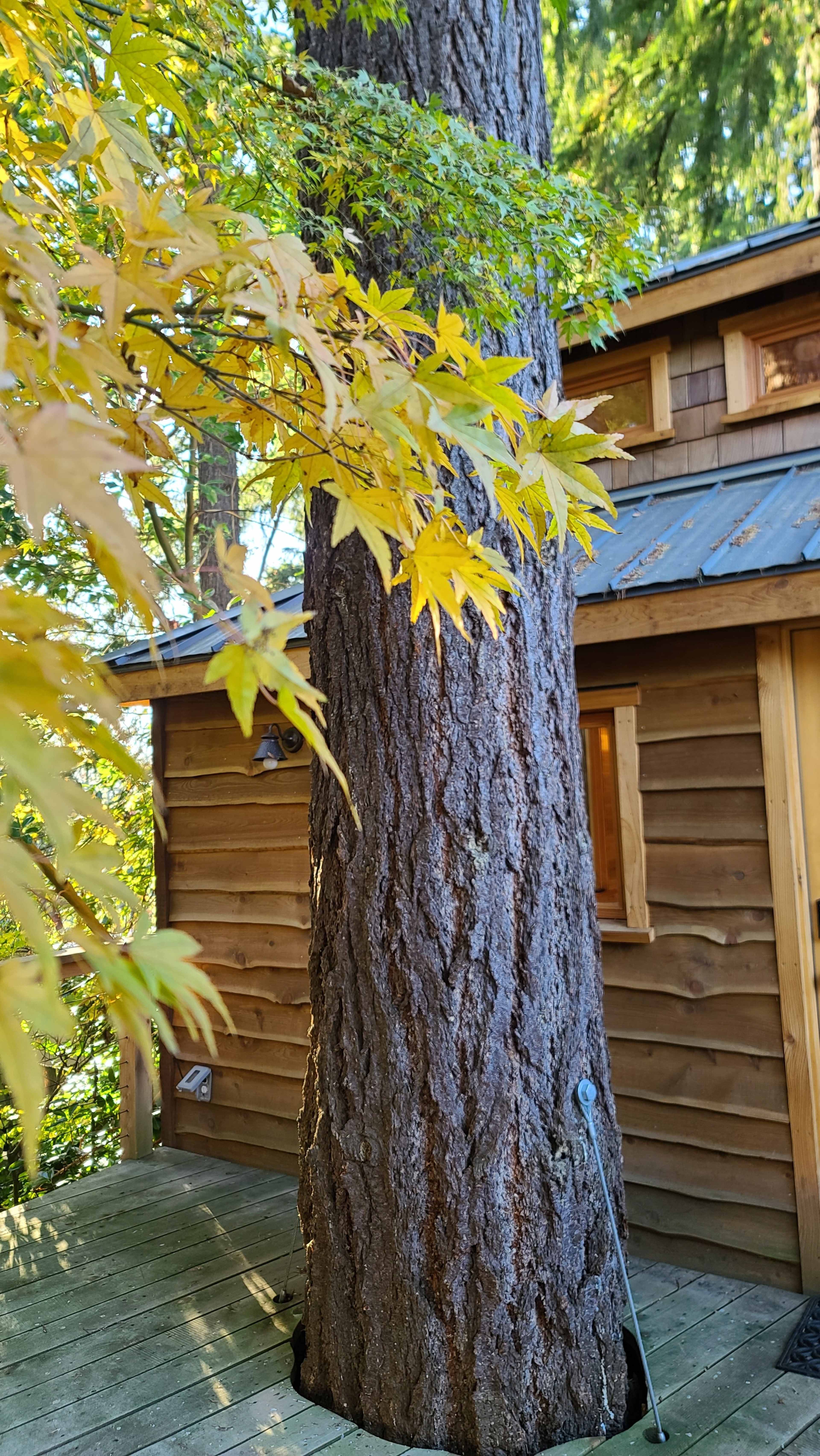 A large tree trunk stands next to a wooden cabin, with yellow leaves from nearby foliage framing the scene.