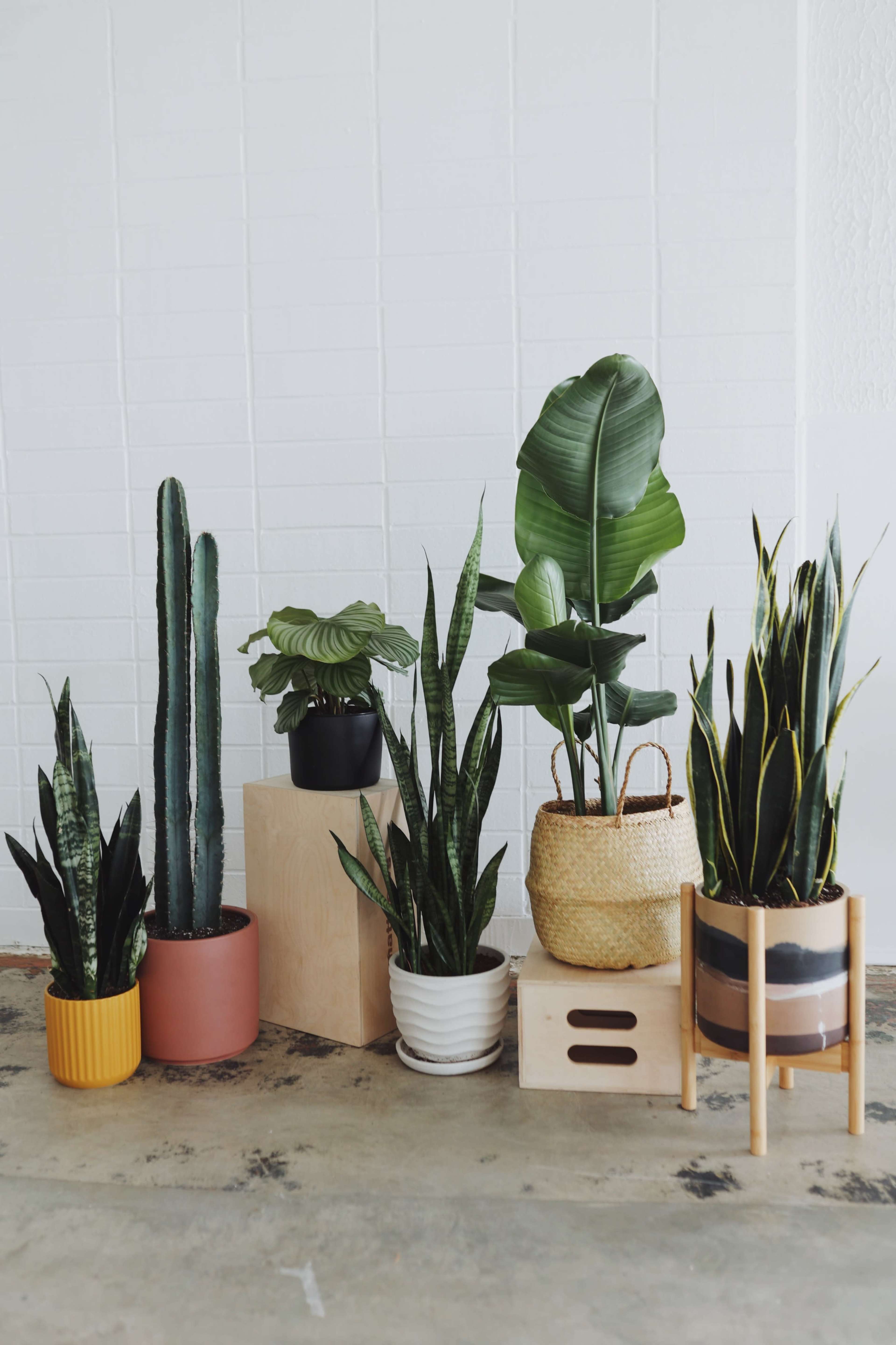 A variety of potted plants are arranged on the floor next to a textured white wall, featuring different sizes and shapes of planters.