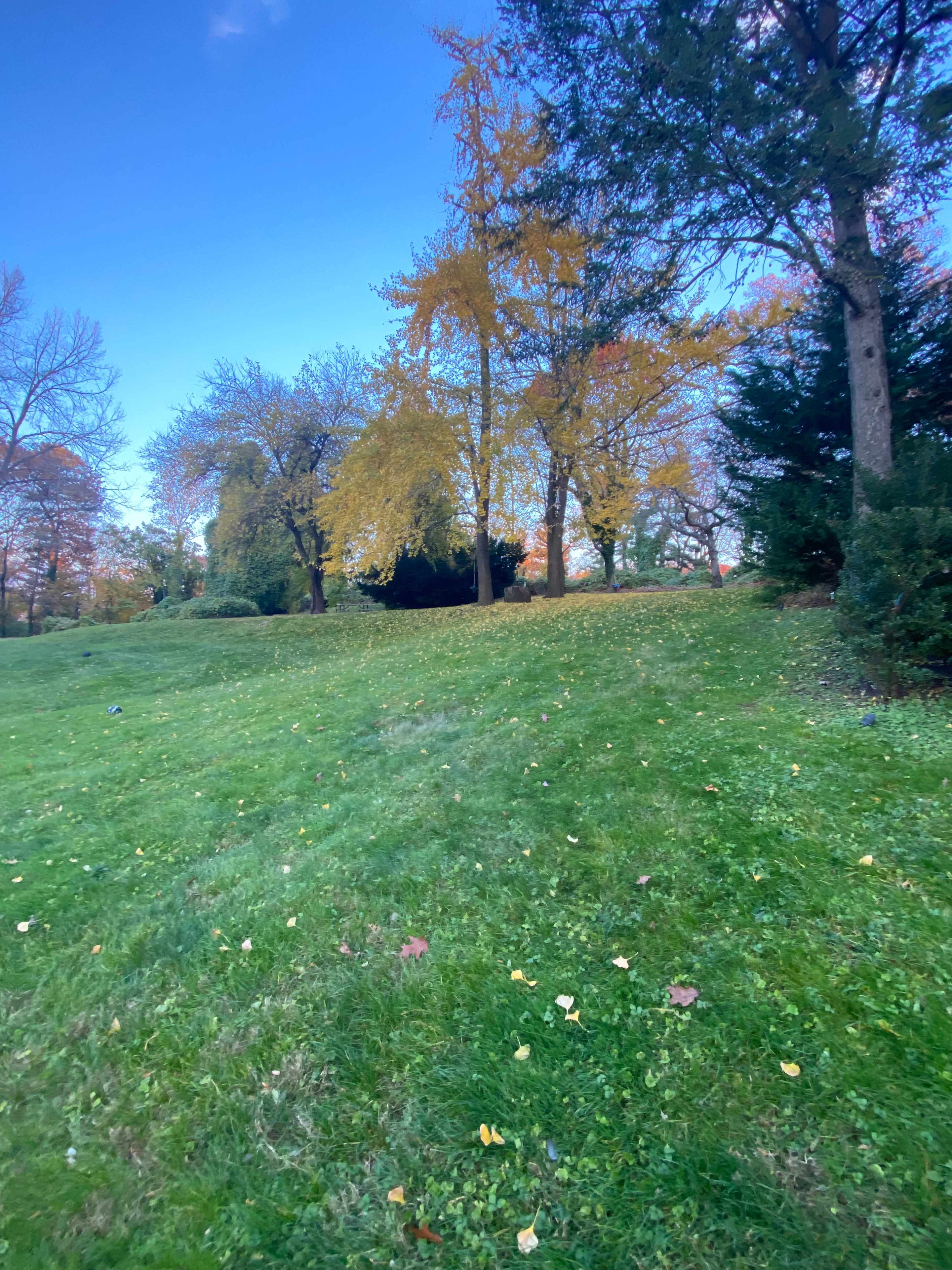 A sloping grassy area is dotted with fallen leaves and surrounded by trees featuring autumn foliage.
