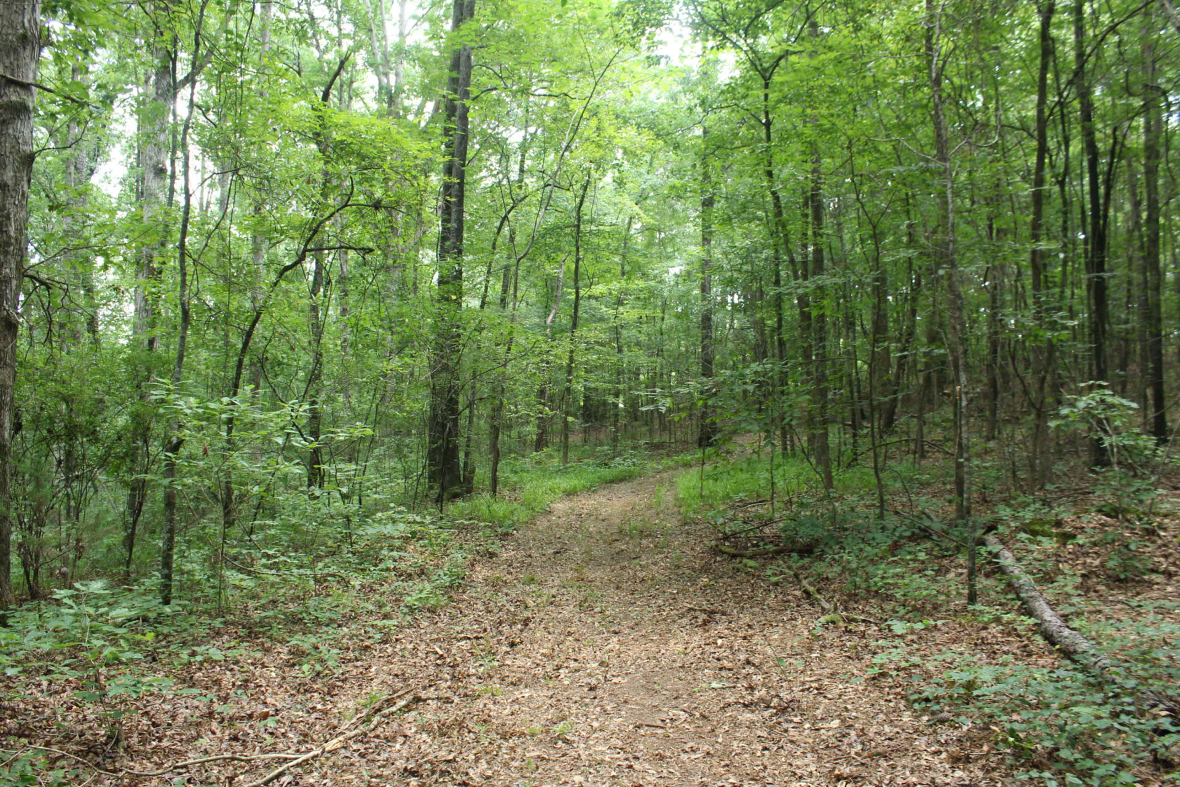 A narrow dirt path winds through a dense forest filled with green trees and scattered leaves.