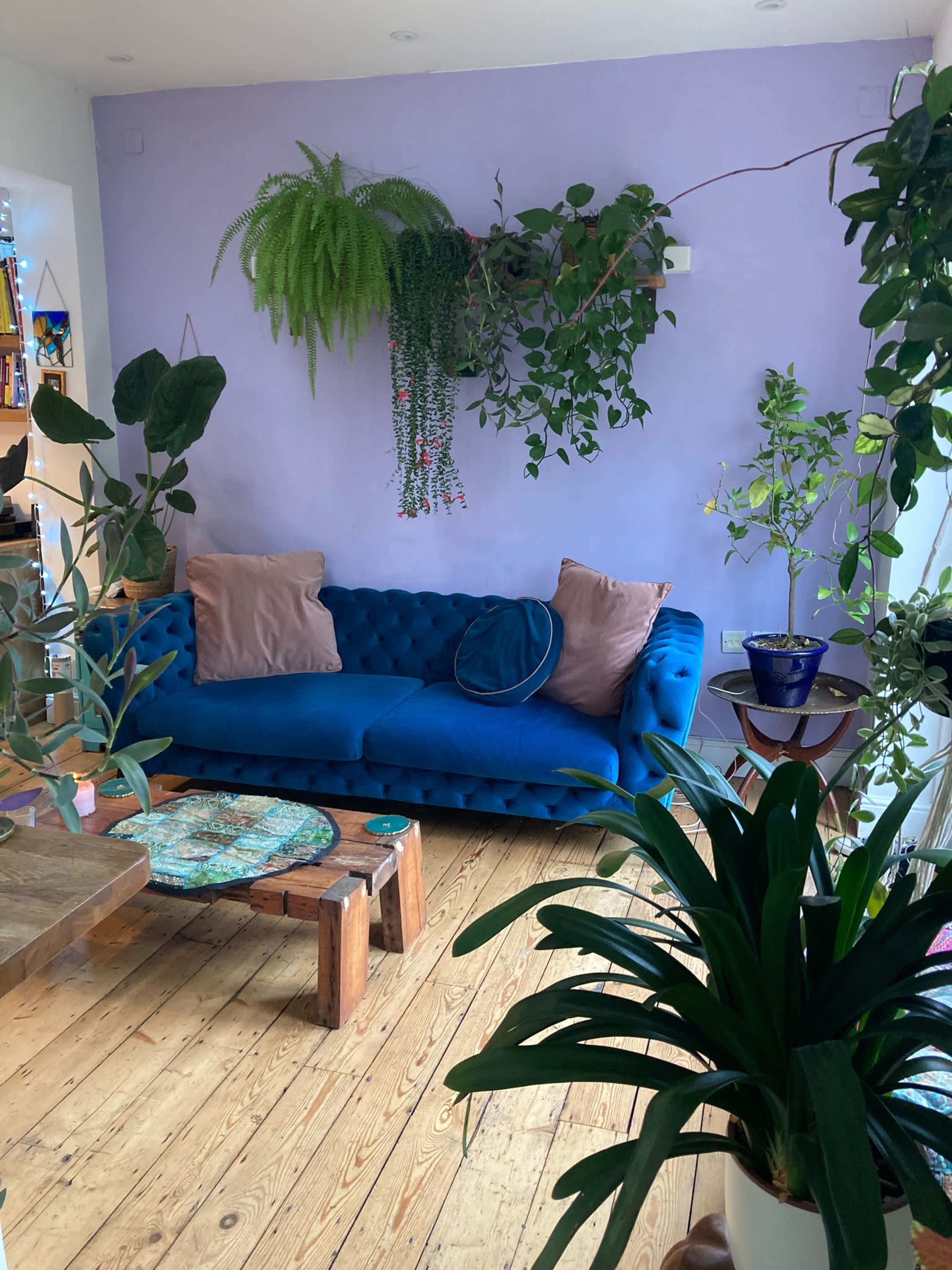 A blue tufted sofa with two cushions sits against a lavender wall, surrounded by various indoor plants and wooden flooring.