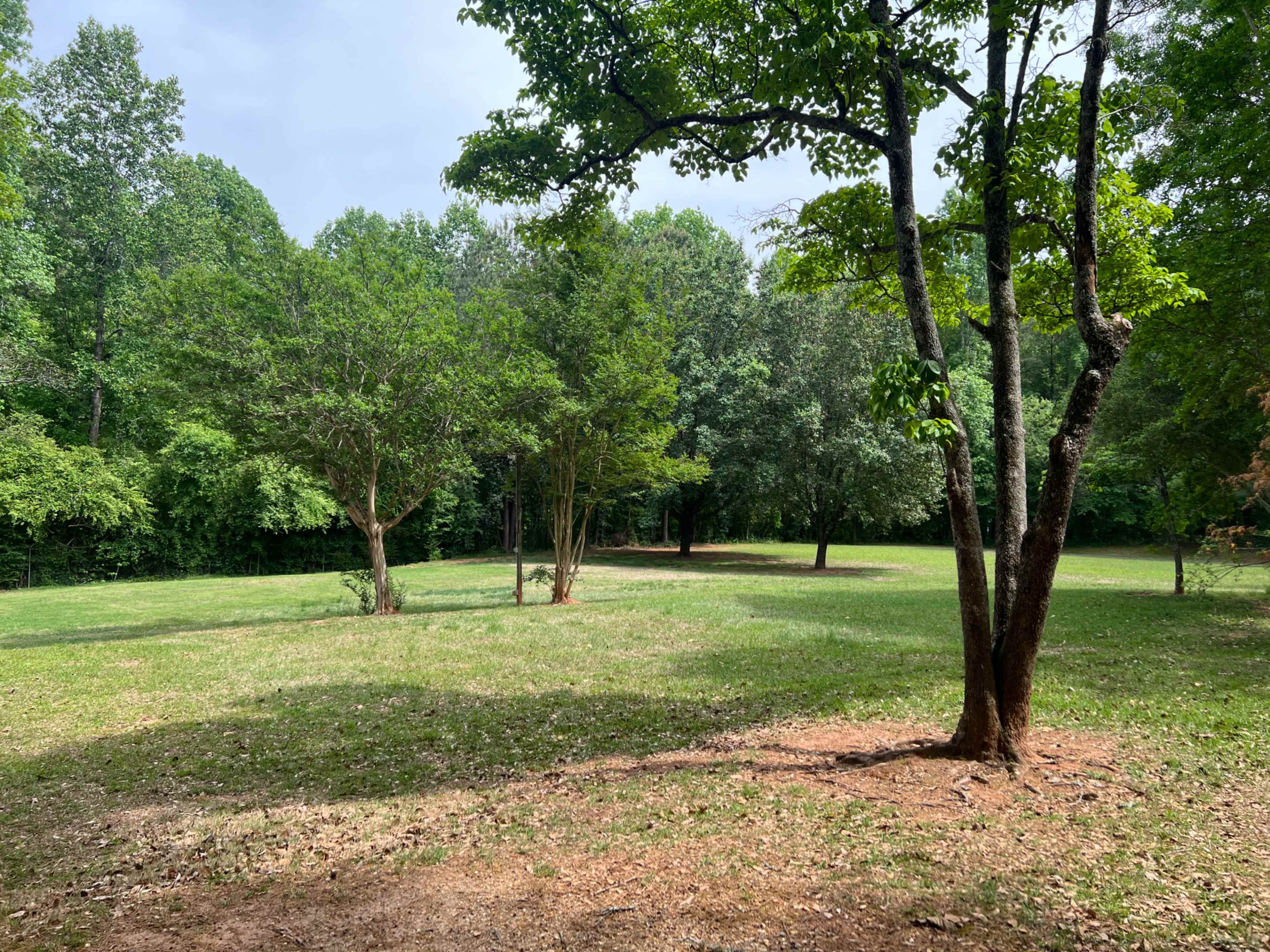 The image shows a grassy area surrounded by several trees in a wooded setting.