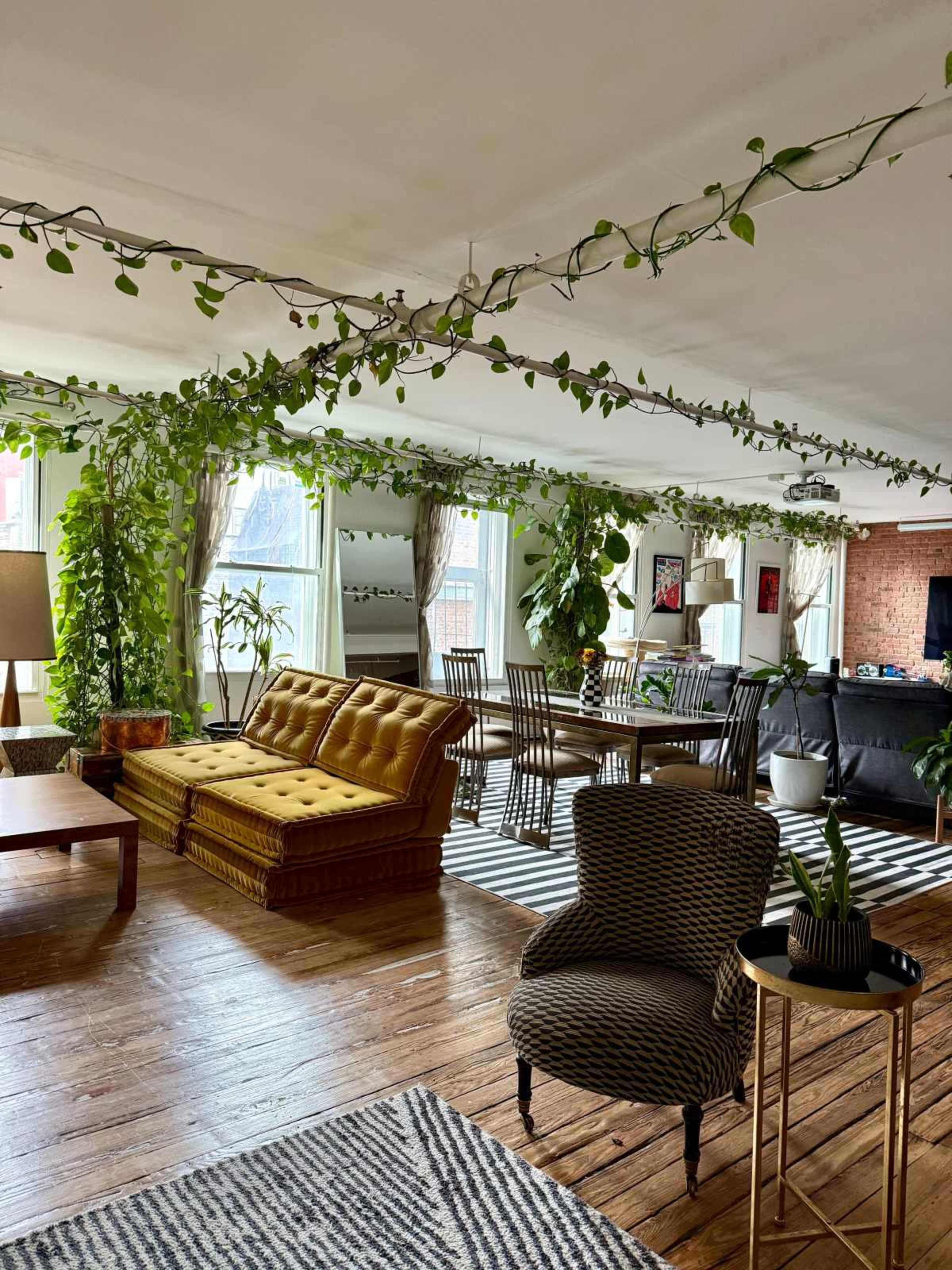 The image shows a spacious living area with a vintage yellow sofa, a dining table surrounded by chairs, and an abundance of potted plants hanging from the ceiling and placed throughout the room.