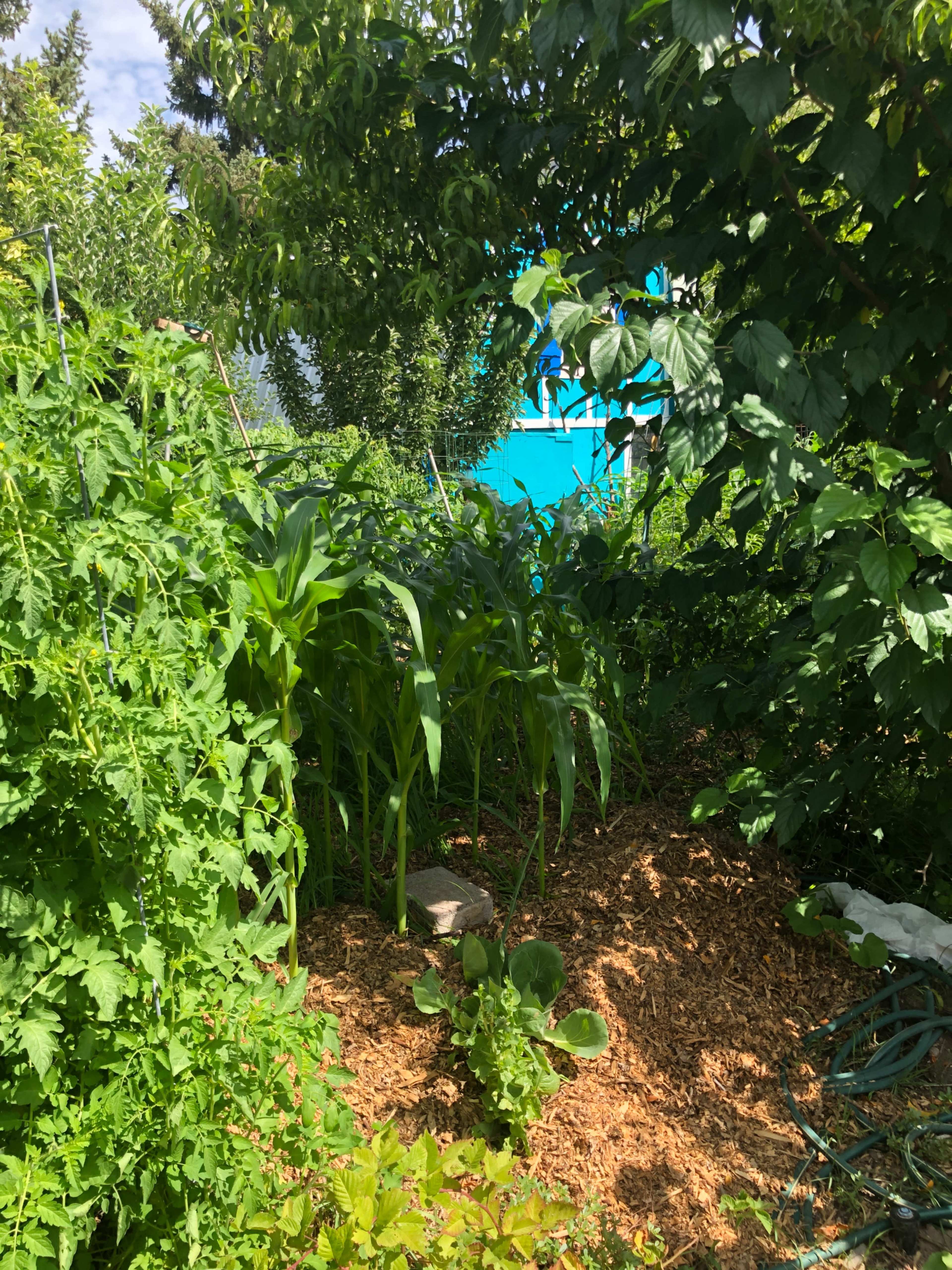 Provo Jungle Image in Provost, Provo, UT
