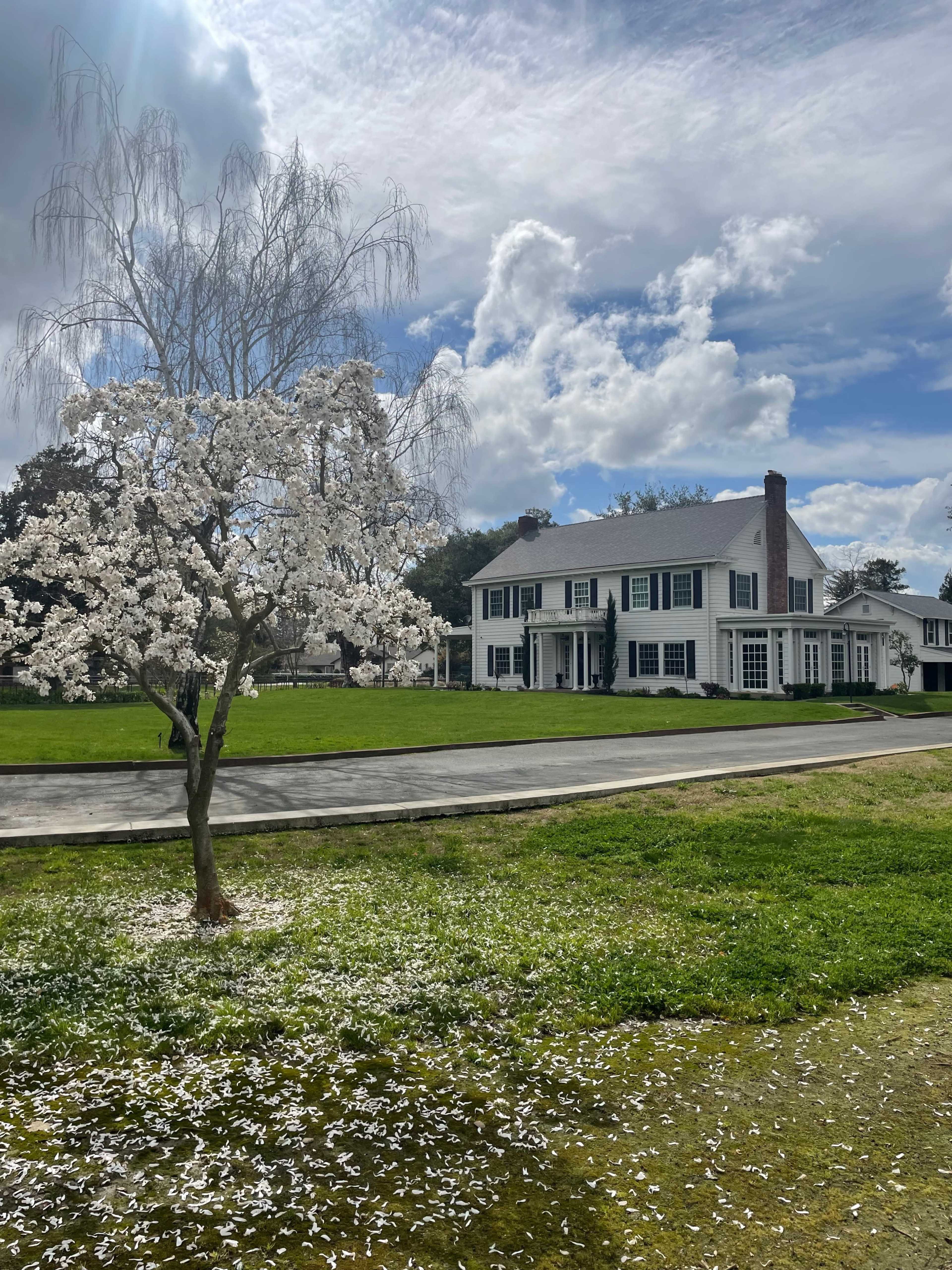 A white magnolia tree blooms in front of a large, white two-story house on a grassy lawn under a partly cloudy sky.