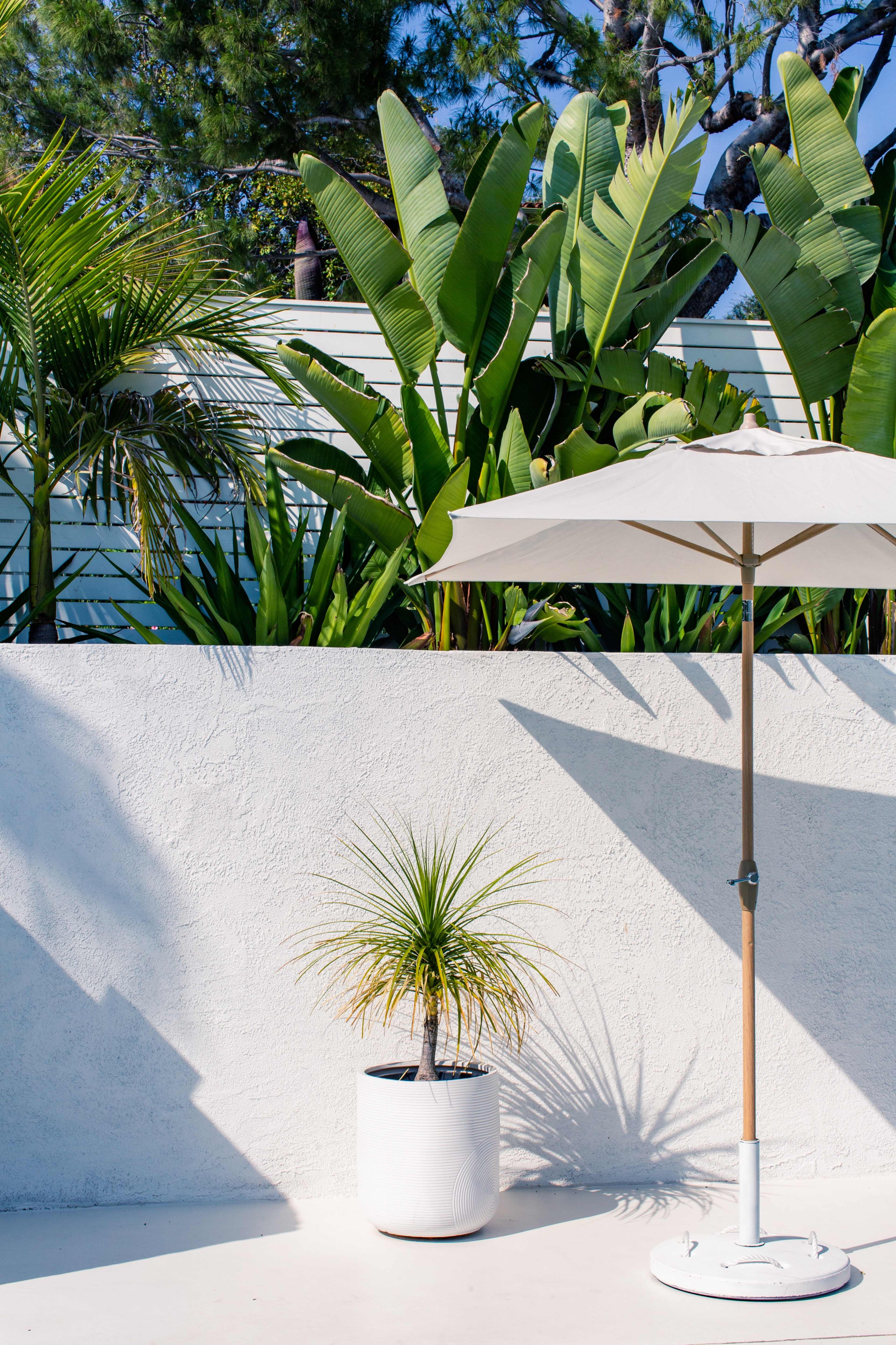 A white umbrella stands beside a potted plant against a bright, textured wall, with lush tropical foliage in the background.