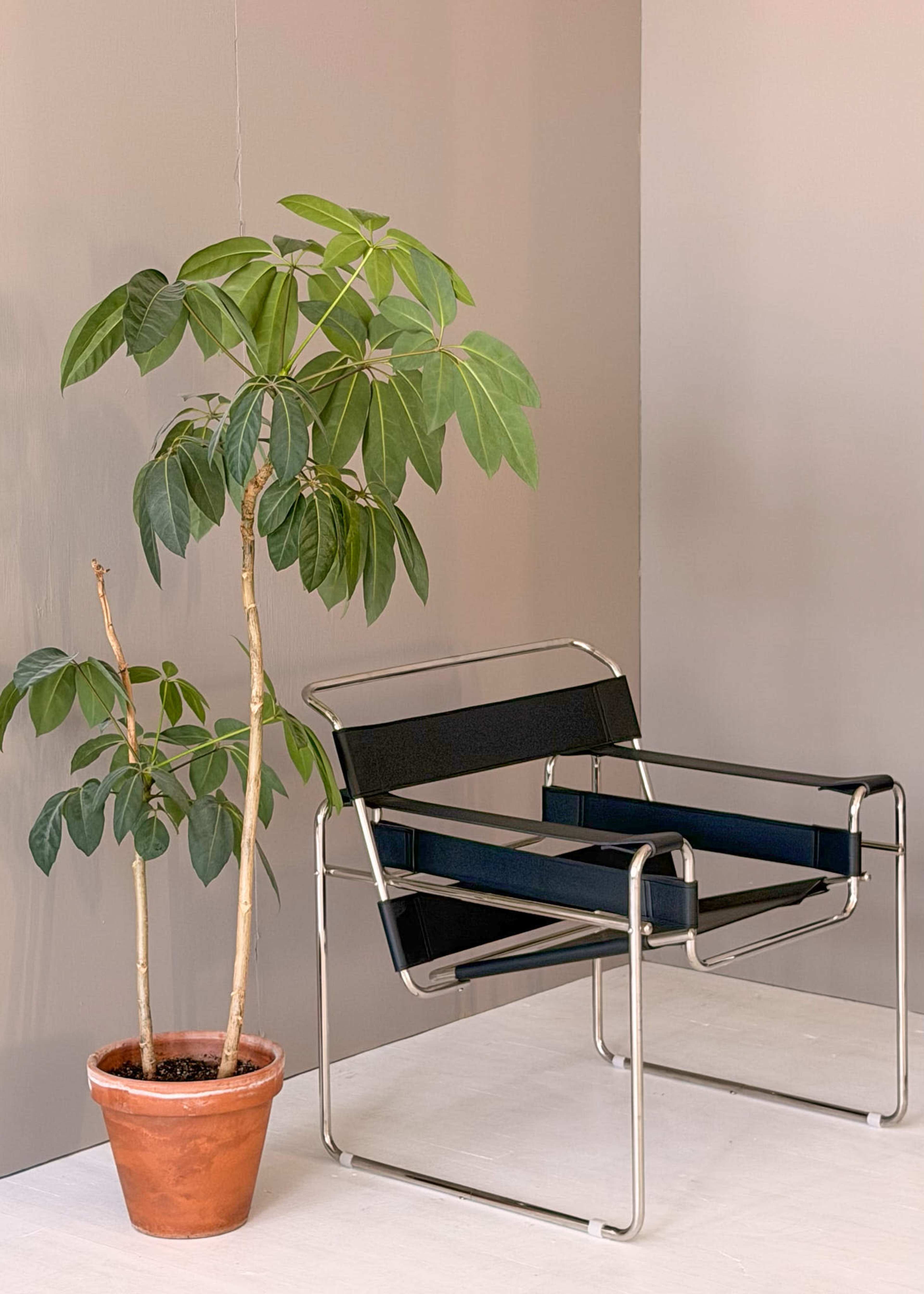 A modern chair with a metal frame sits beside a potted plant on a light-colored surface against a plain wall.