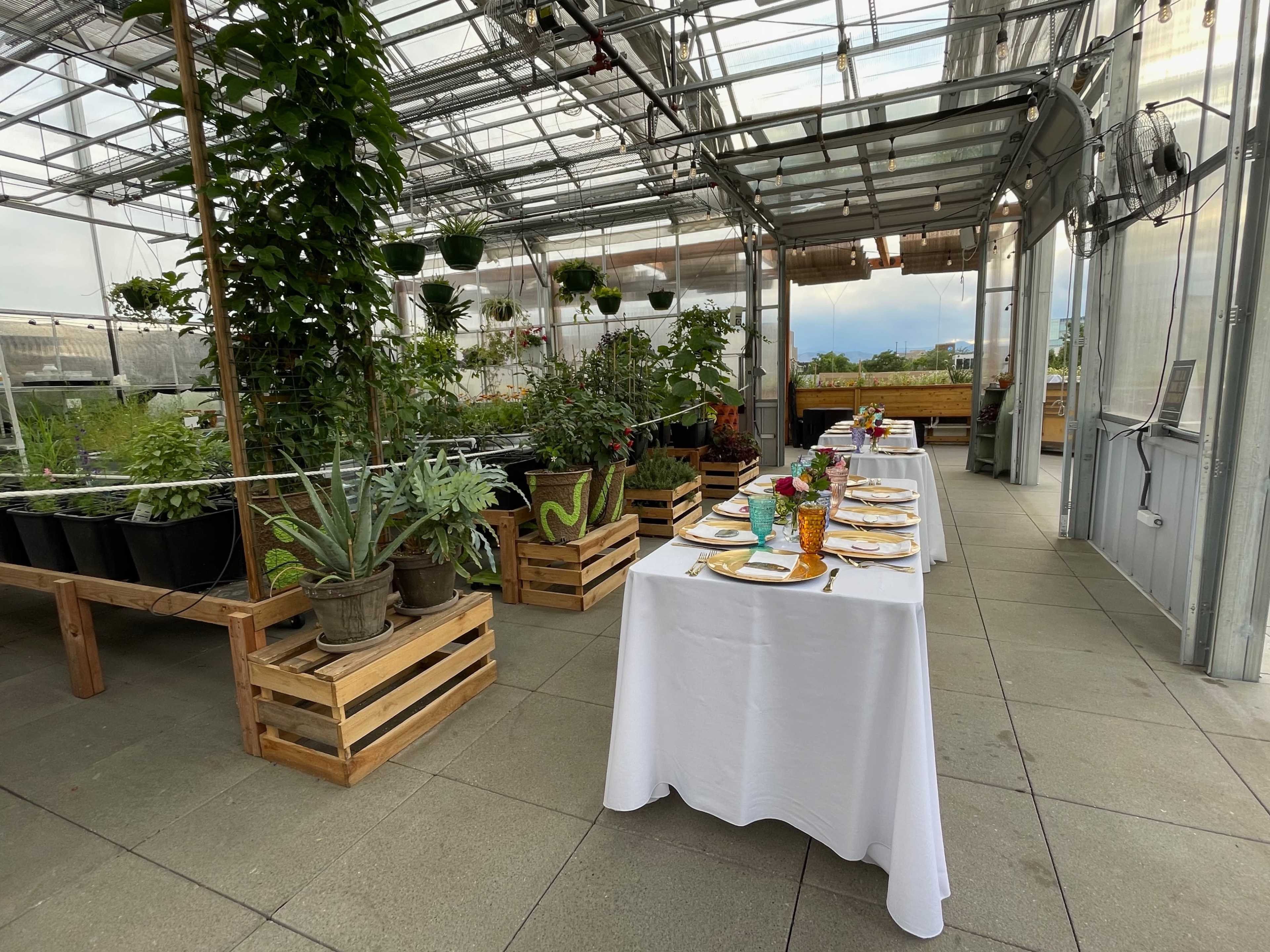 A long dining table is set with plates and colorful drinks in a greenhouse surrounded by potted plants.