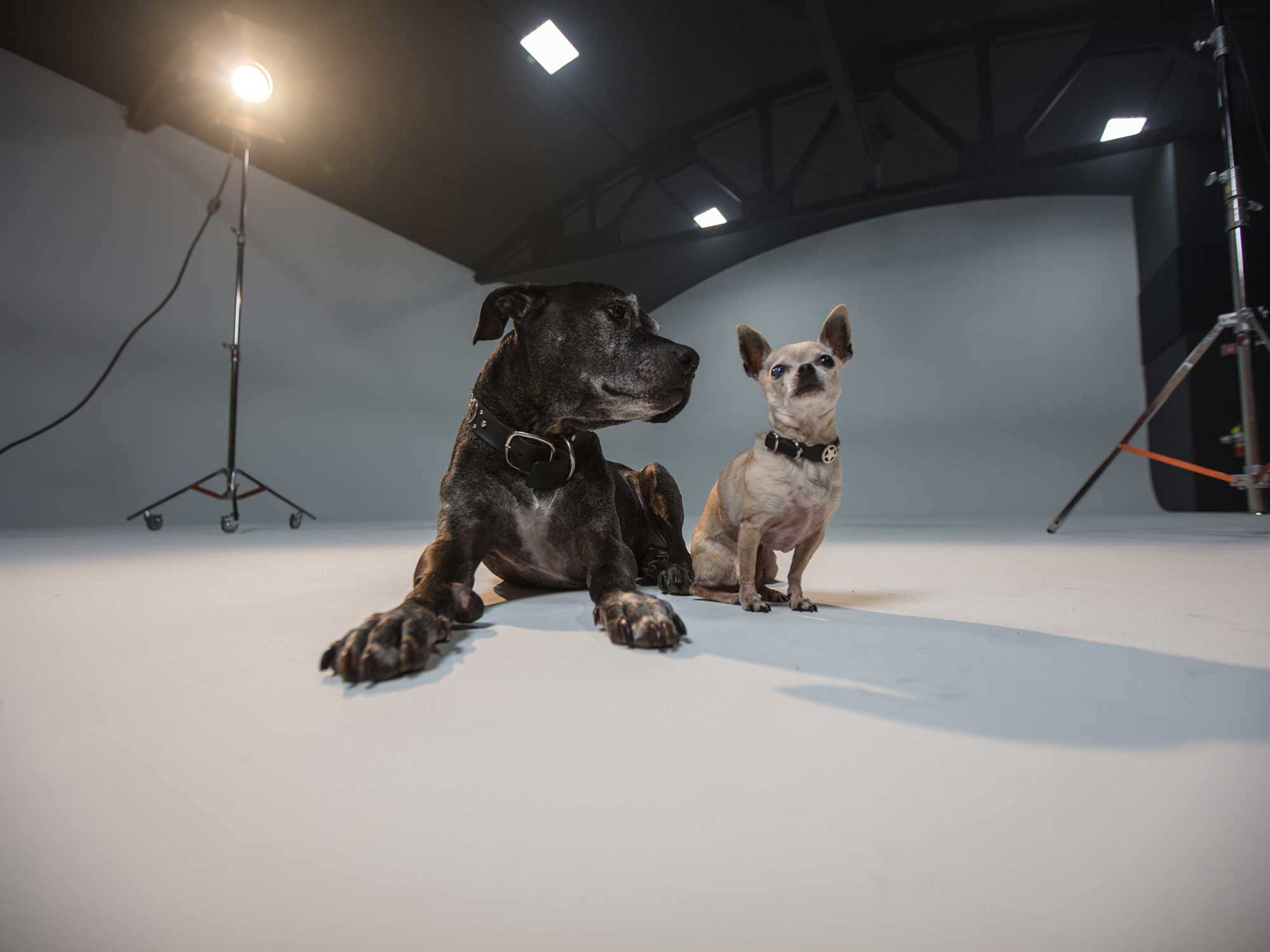 Two dogs, a large dark-colored breed and a small tan Chihuahua, lie on a white studio floor under bright lights.