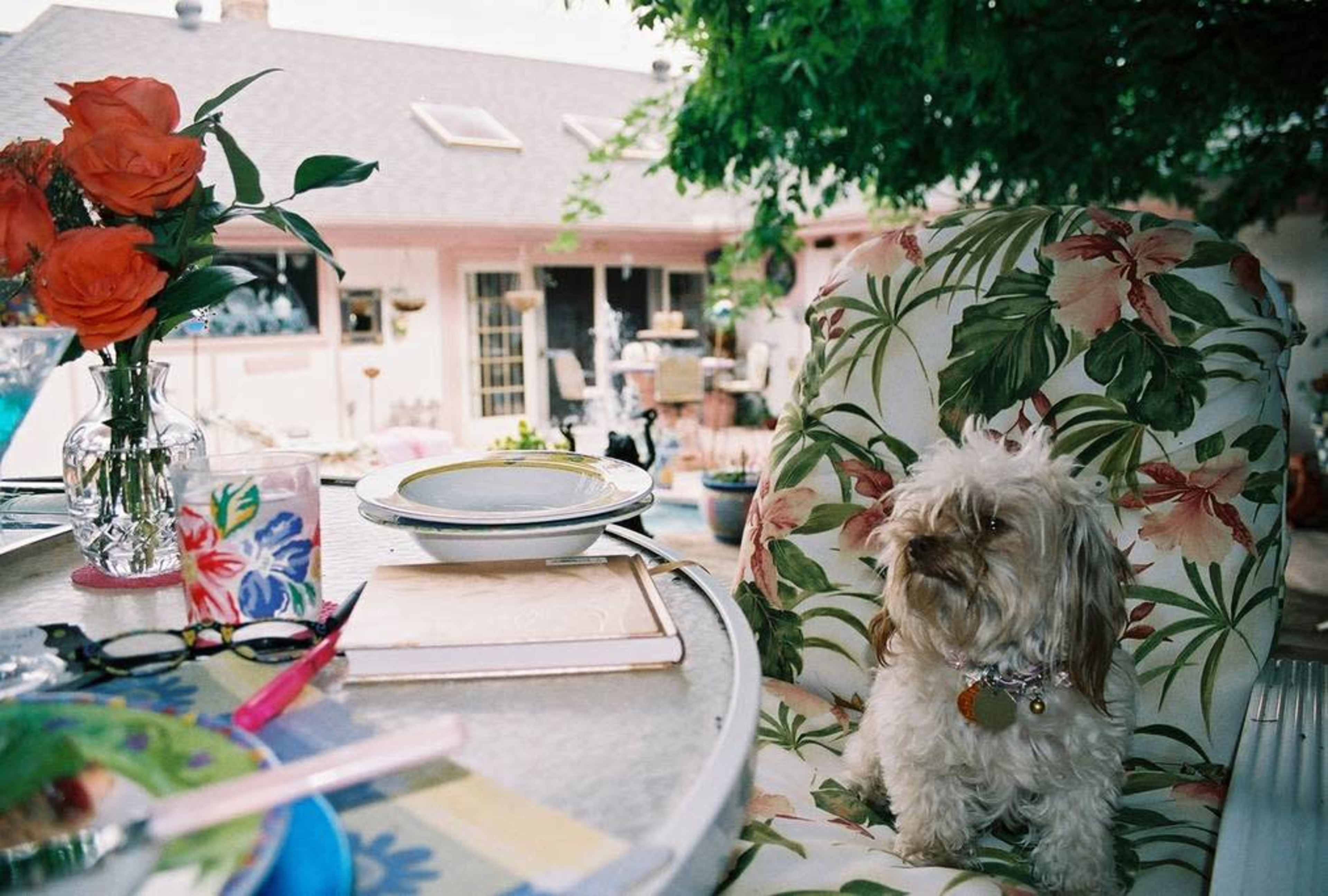 A small dog sits on a floral-patterned chair beside a dining table set with dishes and surrounded by a sunny outdoor setting.