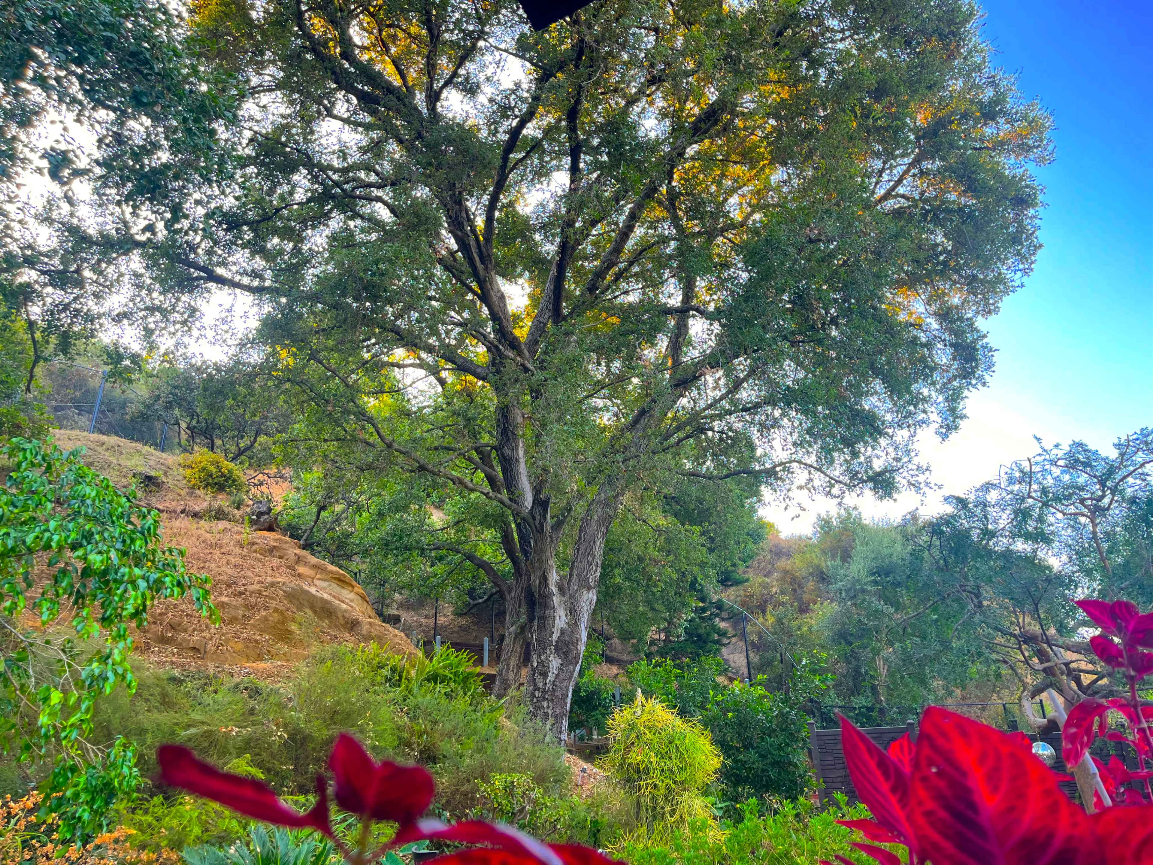 A large tree stands prominently on a hillside, surrounded by various green plants and colorful foliage.