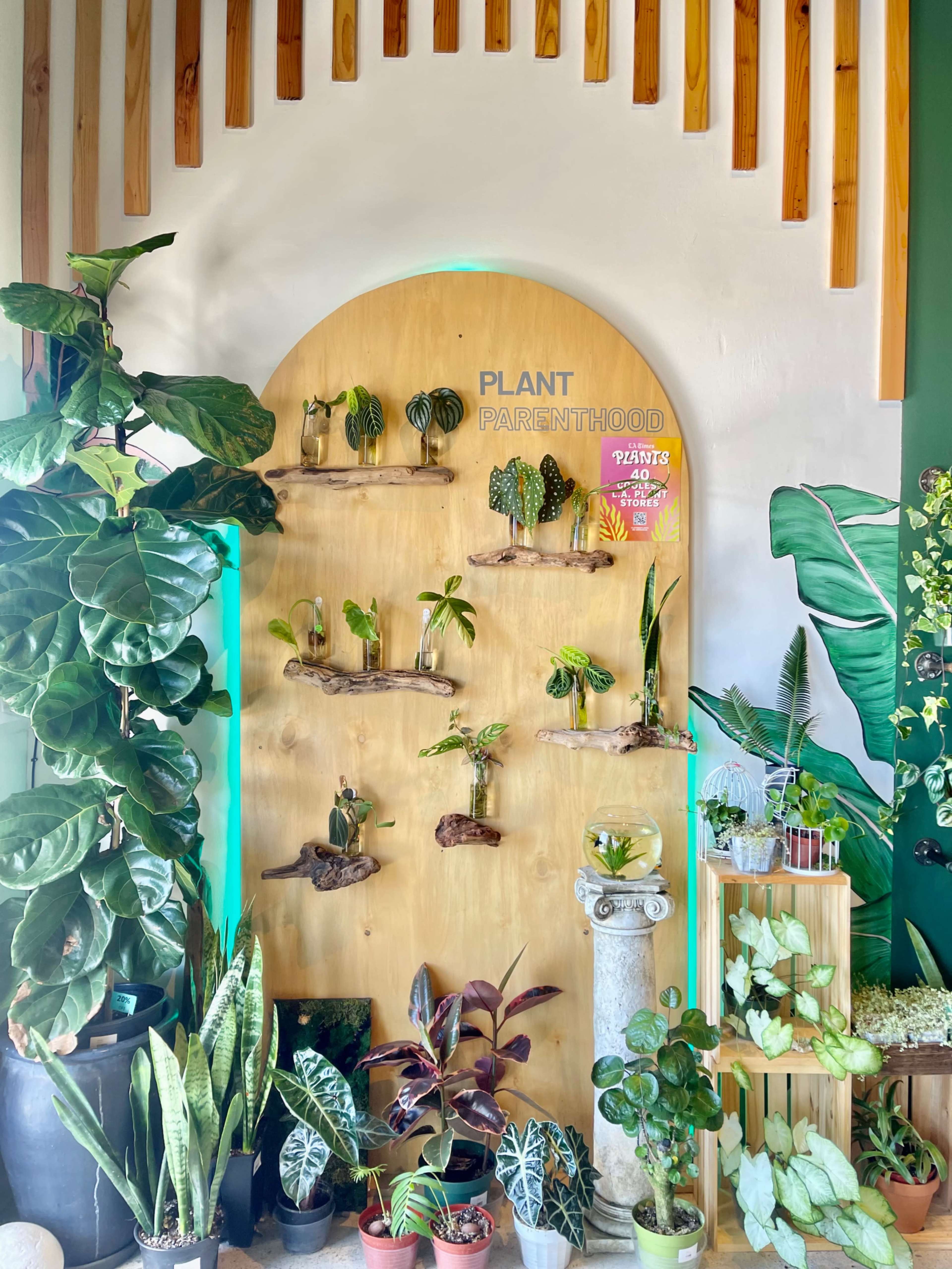 A wooden display wall featuring various plants arranged on shelves, surrounded by additional potted plants on the floor.