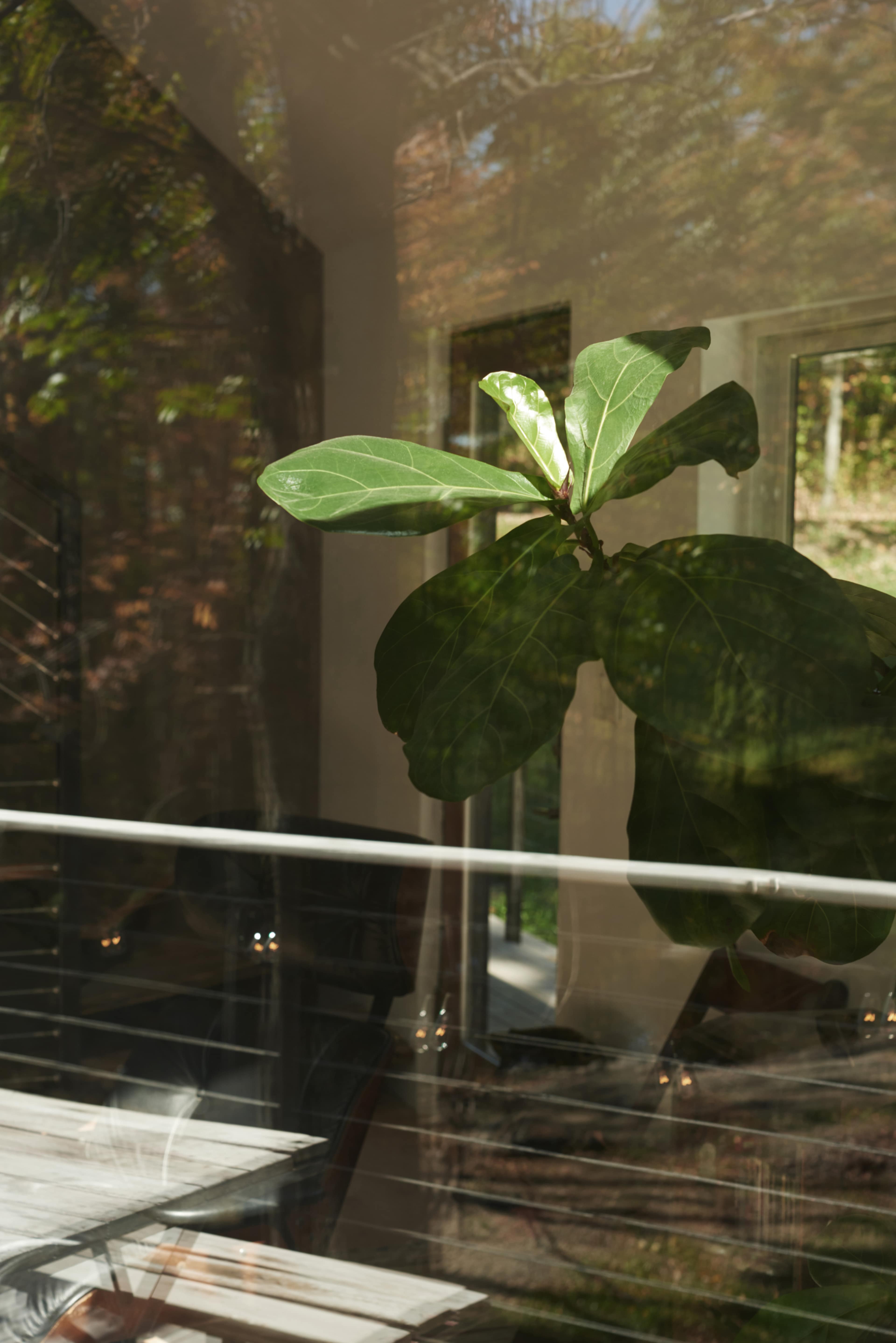A large green leaf from a plant is prominently visible through a glass window, reflecting the surrounding environment.