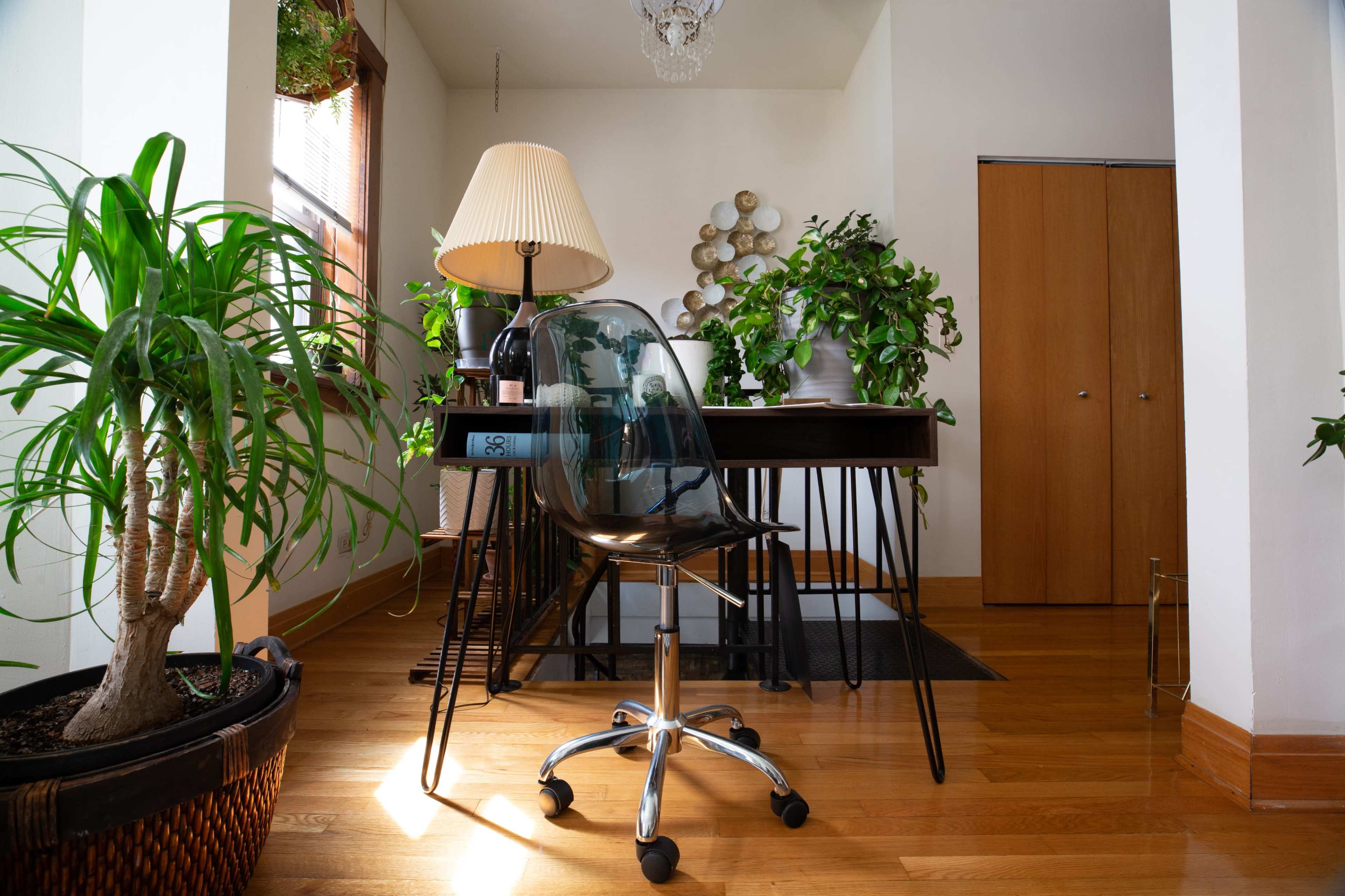 The image shows a well-lit room with a modern black desk, a clear chair, and numerous potted plants arranged around the space.
