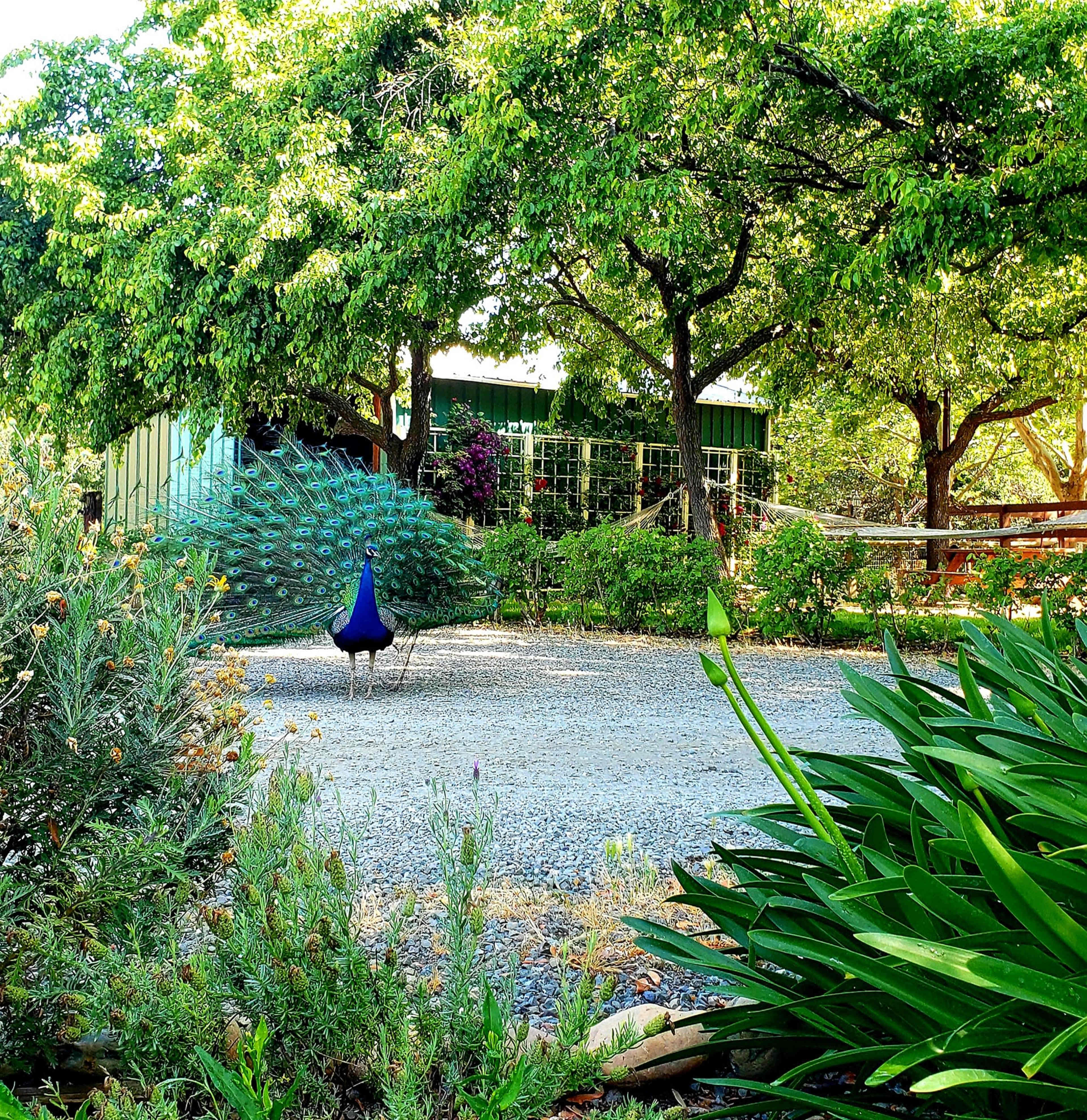 A peacock displays its feathers in a landscaped garden with green trees and a building in the background.